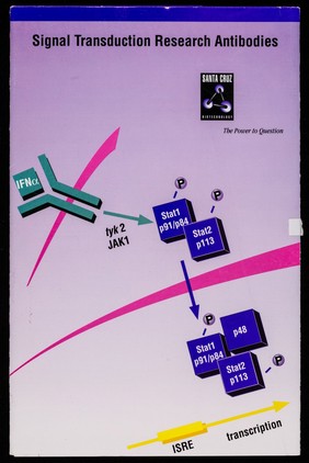 Signal transduction research antibodies / Santa Cruz Biotechnology, Inc.