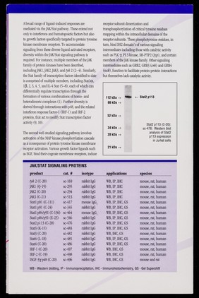 Signal transduction research antibodies / Santa Cruz Biotechnology, Inc.