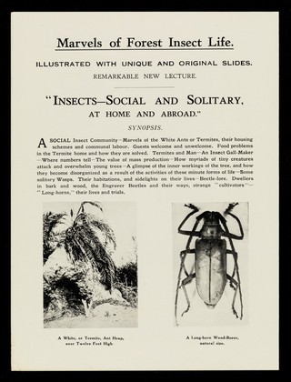 Marvels of forest insect life / R. Neil Chrystal.