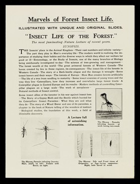 Marvels of forest insect life / R. Neil Chrystal.