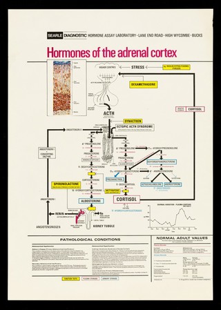 Hormones of the adrenal cortex / Searle Diagnostic Hormone Assay Laboratory.