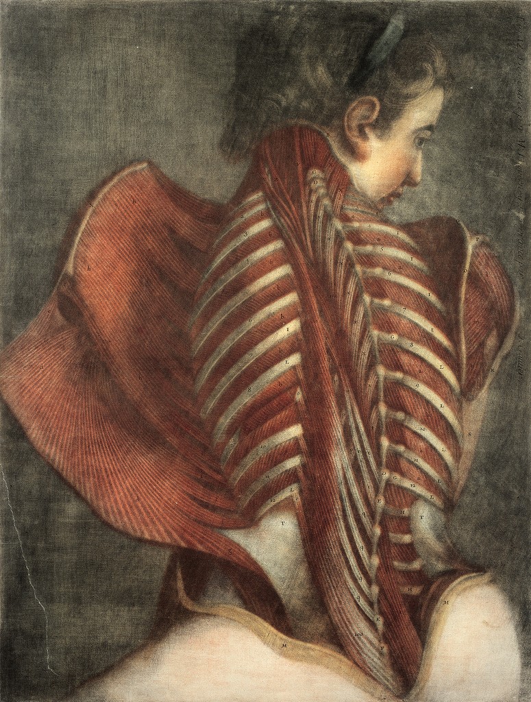 Muscles of the back: partial dissection of a seated woman