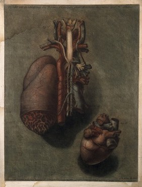 The lungs and the heart. Colour mezzotint by J.F. Gautier d'Agoty, 1754.