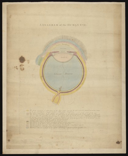 The human eye: a cross-section. Coloured line engraving by G. Kirtland after R. Hooper, 1803.