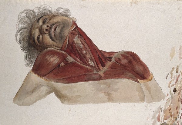 Partially dissected head, shoulders, chest and neck of a man, showing the deltoid and pectoralis muscles. Watercolour by J.C. Zeller, ca. 1833.