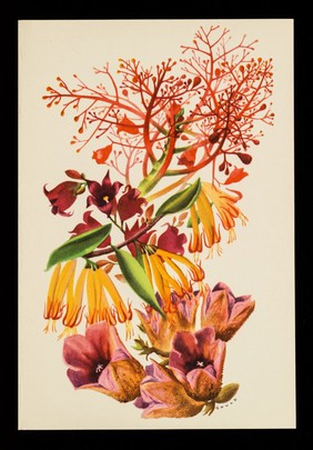 The Illawarra flame tree (Brachychiton acerifolium)... : lace bark (brachychiton discolor)... / designed by Strom Gould.