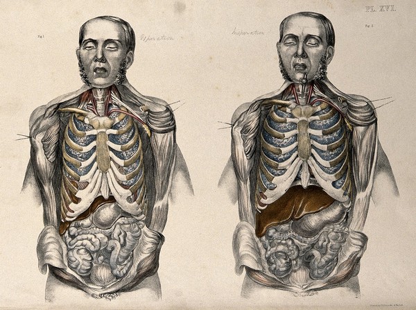 The body of a man with the trunk dissected: two figures showing the lungs after breathing out (left) and after breathing in (right, simulated by inflating the lungs). Coloured lithograph by William Fairland, 1869.