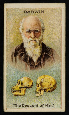 Darwin : "the descent of man".