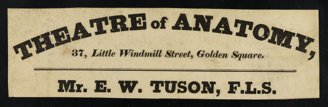Theatre of anatomy, 37, Little Windmill Street, Golden Square : [fragment] / Mr. E.W. Tuson, F.L.S.