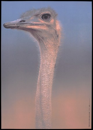 The head of an ostrich, a bird that is known to bury its head in the ground; representing those who ignore AIDS. Colour silk screen print after M. Negro, 1993.