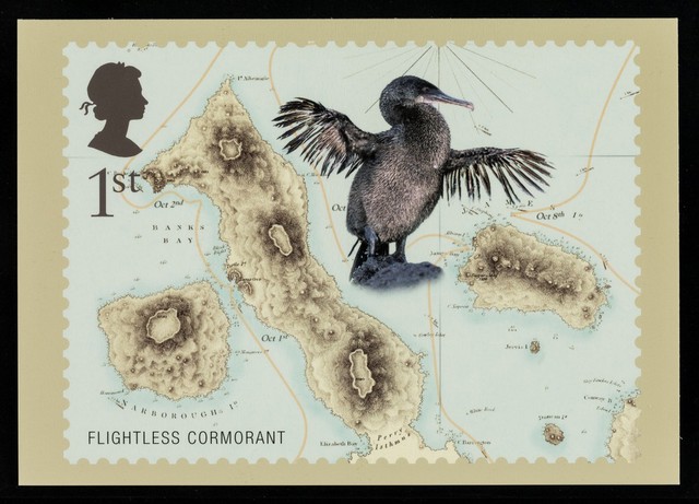 Darwin : flightless cormorant.