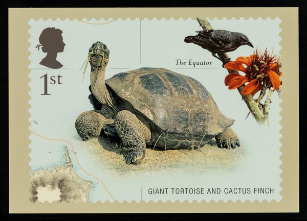 Darwin : giant tortoise and cactus finch.