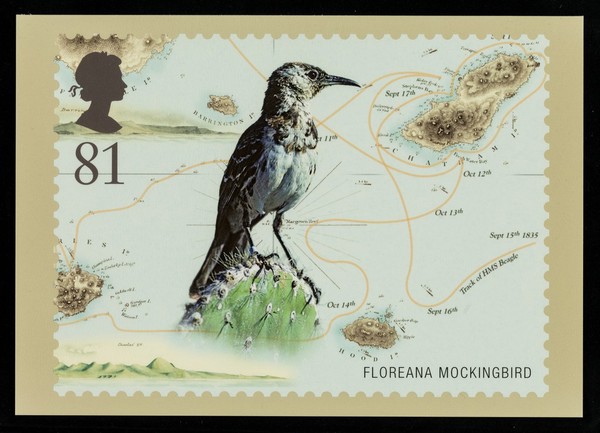 Darwin : Floreana mockingbird.