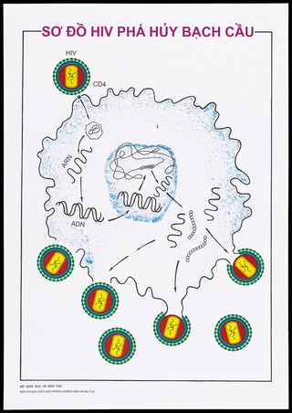 A human white blood cell (CD4) being attacked by the HIV virus; an AIDS prevention advertisement by The Ministry of Education Training, Vietnam. Colour lithograph, ca. 1995.