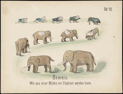 Evolution of household articles, animals etc. according to Darwin's doctrine. Colour lithographs by Fr. Schmidt, ca. 187-(?).