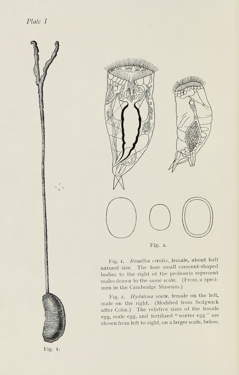 Plate I Fig. 2. Fig. I. Bonellia viridis, female, about half natural size. The four small crescent-shaped bodies to the right of the proboscis represent males drawn to the same scale. (From a speci¬ men in the Cambridge Museum.) Fig. 2. Hydatina senta, female on the left, male on the right. (Modified from Sedgwick after Cohn.) The relative sizes of the female egg, male egg, and fertilized winter egg are shown from left to right, on a larger scale, below. Fig. I.