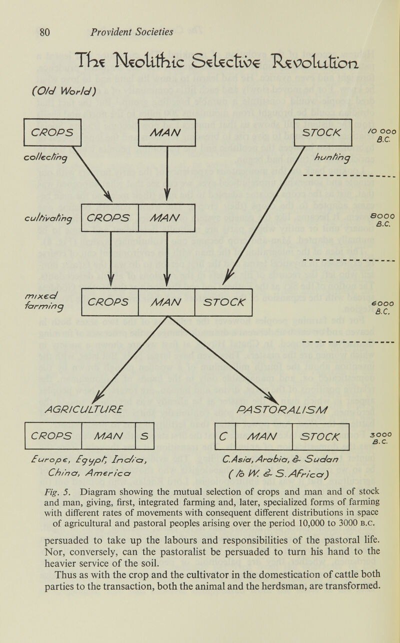 80 Provident Societies 1\1Я N^litílic S^UctlOç TUv^otuteon (O/cJ World) Europe, Egijpl', Inc/za, C.Asia, Arabia, ^ Sudan China, Americcf ( /ò IV. ^ S.AFrlcc/) Fig. 5. Diagram showing the mutual selection of crops and man and of stock and man, giving, first, integrated farming and, later, specialized forms of farming with different rates of movements with consequent different distributions in space of agricultural and pastoral peoples arising over the period 10,000 to 3000 b.c. persuaded to take up the labours and responsibilities of the pastoral life. Nor, conversely, can the pastoralist be persuaded to turn his hand to the heavier service of the soil. Thus as with the crop and the cultivator in the domestication of cattle both parties to the transaction, both the animal and the herdsman, are transformed.