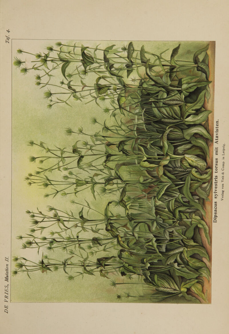 Taf 4- DE VRIES, Mutation II. Dipsacus sylvestris torsus mit Atavisten.