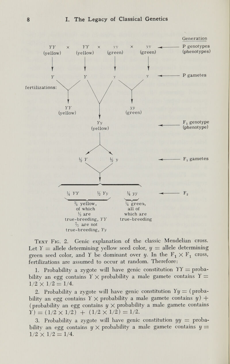 8 I. The Legacy of Classical Genetics yy x yy (yellow) (yellow) x v\' (green) (green) fertilizations: yy (yellow) yy (green) Уу (yellow) '4 yy Гу ^'4 yellow, of which Уз are true-breeding, УУ are not true-breeding, Уу У4 yy '4 greerv, all of which are true-breeding Generation P genotypes (phenotypes) P gametes Fl genotype (phenotype) F, gametes Text Fig. 2. Genie explanation of the classic Mendelian cross. Let У = allele determining yellow seed color, t/ — allele determining green seed color, and Y be dominant over y. In the X cross, fertilizations are assumed to occur at random. Therefore: 1. Probability a zygote will have genie constitution YY = proba¬ bility an egg contains Y X probability a male gamete contains Y = 1/2 X 1/2 = 1/4. 2. Probability a zygote will have genie constitution Yy = (proba¬ bility an egg contains Y X probability a male gamete contains y) + (probability an egg contains y X probability a male gamete contains Y) = (1/2x1/2) -f (1/2 X 1/2) =1/2. 3. Probability a zygote will have genie constitution yy = proba¬ bility an egg contains y X probability a male gamete contains y =. 1/2 X 1/2 = 1/4.