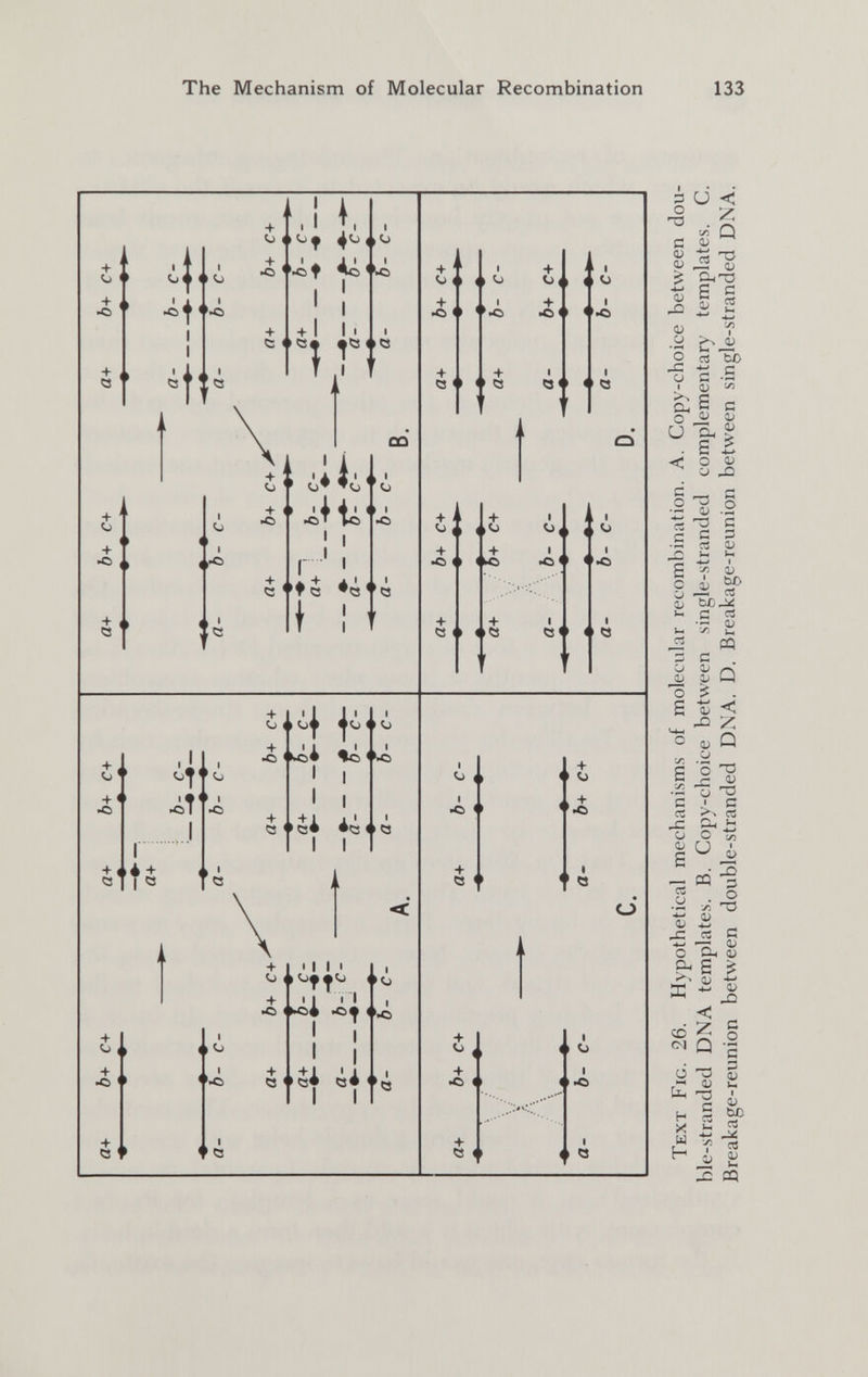 The Mechanism of Molecular Recombination 133 + о + , + a + •o , bf-« I I sji;« 0 1 I , I !.. f Яо ' ui I ' I + I It n г < »Q + ' О ( + •С 4 + Q « + •О ■U'. iiti' 5 I , I CÛ о •Ò + i ^ I + ^4 •c^ + о + >¿i i |,C « о < I« , I , О I i « •О 5 ¿Í' + •С I l¿ I ¿i *¿ I «rfl I I I + e + « e + ^ < + *C ' i • IM ¿1 и I I i í + •c I o + Q ' + Ö