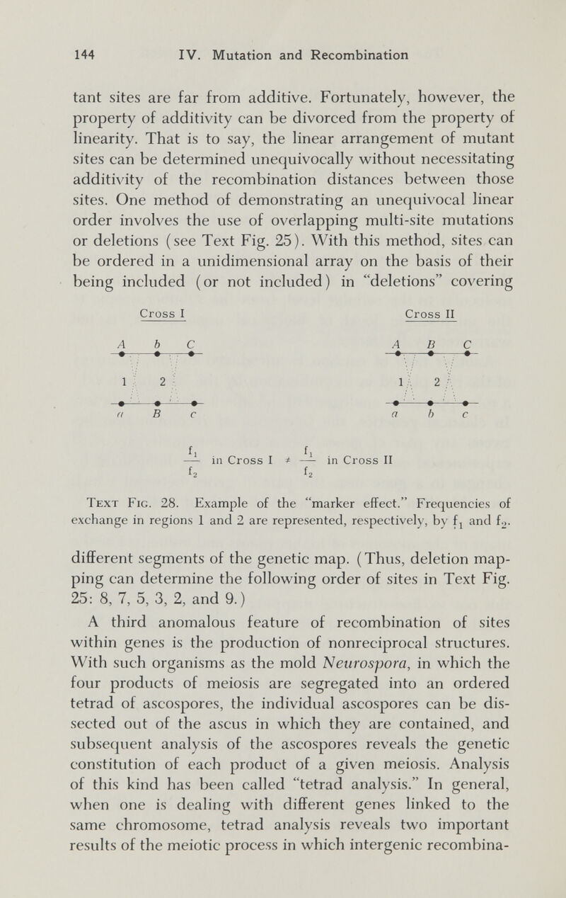 144 IV. Mutation and Recombination tant sites are far from additive. Fortunately, however, the property of additivity can be divorced from the property of hnearity. That is to say, the Hnear arrangement of mutant sites can be determined unequivocally without necessitating additivity of the recombination distances between those sites. One method of demonstrating an unequivocal linear order involves the use of overlapping multi-site mutations or deletions (see Text Fig. 25). With this method, sites can be ordered in a unidimensional array on the basis of their being included (or not included) in deletions covering Cross I Cross II A b С ABC • . . • —*T~: • 1 2 1 . 2 ■ В fi fi — in Cross I * — in Cross II f2 Í2 Text Fig. 28. Example of the marker effect. Frequencies of exchange in regions 1 and 2 are represented, respectively, by f j and f2. different segments of the genetic map. ( Thus, deletion map¬ ping can determine the following order of sites in Text Fig. 25: 8, 7, 5, 3, 2, and 9.) A third anomalous feature of recombination of sites within genes is the production of nonreciprocal structures. With such organisms as the mold Neurospora, in which the four products of meiosis are segregated into an ordered tetrad of ascospores, the individual ascospores can be dis¬ sected out of the ascus in which they are contained, and subsequent analysis of the ascospores reveals the genetic constitution of each product of a given meiosis. Analysis of this kind has been called tetrad analysis. In general, when one is dealing with different genes linked to the same chromosome, tetrad analysis reveals two important results of the meiotic process in which intergenic recombina-