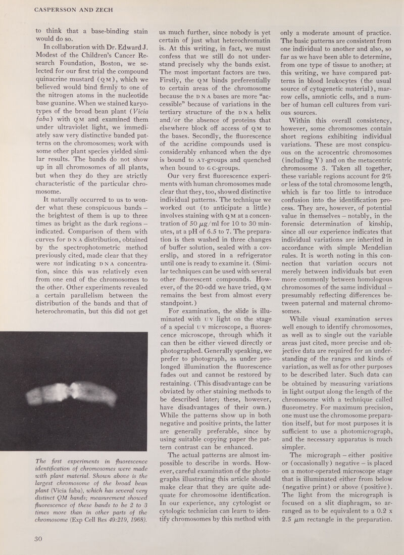 CASPERSSON AND ZECH to think that a base-binding stain would do so. In collaboration with Dr. Edward J. Modest of the Children's Cancer Re¬ search Foundation, Boston, we se¬ lected for our first trial the compound quinacrine mustard (qm), which we believed would bind firmly to one of the nitrogen atoms in the nucleotide base guanine. When we stained karyo¬ types of the broad bean plant (Vicia faba) with qm and examined them under ultraviolet light, we immedi¬ ately saw very distinctive banded pat¬ terns on the chromosomes; work with some other plant species yielded simi¬ lar results. The bands do not show up in all chromosomes of all plants, but when they do they are strictly characteristic of the particular chro¬ mosome. It naturally occurred to us to won¬ der what these conspicuous bands — the brightest of them is up to three times as bright as the dark regions — indicated. Comparison of them with curves for DNA distribution, obtained by the spectrophotometric method previously cited, made clear that they were not indicating dna concentra¬ tion, since this was relatively even from one end of the chromosomes to the other. Other experiments revealed a certain parallelism between the distribution of the bands and that of heterochromatin, but this did not get The first experiments in -fluorescence identification of chromosomes were made with plant material. Shown above is the largest chromosome of the broad bean plant (Vicia faba), which has several very distinct QM bands; measurement showed fluorescence of these bands to be 2 to 3 times more than in other parts of the chromosome (Exp Cell Res 49:219, 1968). us much further, since nobody is yet certain of just what heterochromatin is. At this writing, in fact, we must confess that we still do not under¬ stand precisely why the bands exist. The most important factors are two. Firstly, the QM binds preferentially to certain areas of the chromosome because the dna bases are more ac¬ cessible because of variations in the tertiary structure of the dna helix and/or the absence of proteins that elsewhere block off access of qm to the bases. Secondly, the fluorescence of the acridine compounds used is considerably enhanced when the dye is bound to at-groups and quenched when bound to GC-groups. Our very first fluorescence experi¬ ments with human chromosomes made clear that they, too, showed distinctive individual patterns. The technique we worked out (to anticipate a little) involves staining with Q м at a concen¬ tration of 50 /i,g/ml for 10 to 30 min¬ utes, at a pH of 6.5 to 7. The prepara¬ tion is then washed in three changes of buffer solution, sealed with a cov- erslip, and stored in a refrigerator until one is ready to examine it. ( Simi¬ lar techniques can be used with several other fluorescent compounds. How¬ ever, of the 20-odd we have tried, qm remains the best from almost every standpoint. ) For examination, the slide is illu¬ minated with uv light on the stage of a special и v microscope, a fluores¬ cence microscope, through whicЪ it can then be either viewed directly or photographed. Generally speaking, we prefer to photograph, as under pro¬ longed illumination the fluorescence fades out and cannot be restored by restaining. (This disadvantage can be obviated by other staining methods to be described later; these, however, have disadvantages of their own. ) While the patterns show up in both negative and positive prints, the latter are generally preferable, since by using suitable copying paper the pat¬ tern contrast can be enhanced. The actual patterns are almost im¬ possible to describe in words. How¬ ever, careful examination of the photo¬ graphs illustrating this article should make clear that they are quite ade¬ quate for chromosome identification. In our experience, any cytologist or cytologic technician can learn to iden¬ tify chromosomes by this method with only a moderate amount of practice. The basic patterns are consistent from one individual to another and also, so far as we have been able to determine, from one type of tissue to another; at this writing, we have compared pat¬ terns in blood leukocytes (the usual source of cytogenetic material ), mar¬ row cells, amniotic cells, and a num¬ ber of human cell cultures from vari¬ ous sources. Within this overall consistency, however, some chromosomes contain short regions exhibiting individual variations. These are most conspicu¬ ous on the acrocentric chromosomes ( including Y ) and on the metacentric chromosome 3. Taken all together, these variable regions account for 2% or less of the total chromosome length, which is far too little to introduce confusion into the identification pro¬ cess. They are, however, of potential value in themselves — notably, in the forensic determination of kinship, since all our experience indicates that individual variations are inherited in accordance with simple Mendelian rules. It is worth noting in this con¬ nection that variation occurs not merely between individuals but even more commonly between homologous chromosomes of the same individual — presumably reflecting differences be¬ tween paternal and maternal chromo¬ somes. While visual examination serves well enough to identify chromosomes, as well as to single out the variable areas just cited, more precise and ob¬ jective data are required for an under¬ standing of the ranges and kinds of variation, as well as for other purposes to be described later. Such data can be obtained by measuring variations in light output along the length of the chromosome with a technique called fluorometry. For maximum precision, one must use the chromosome prepara¬ tion itself, but for most purposes it is sufficient to use a photomicrograph, and the necessary apparatus is much simpler. The micrograph — either positive or (occasionally) negative — is placed on a motor-operated microscope stage that is illuminated either from below (negative print) or above (positive). The light from the micrograph is focused on a slit diaphragm, so ar¬ ranged as to be equivalent to a 0.2 x 2.5 jxm rectangle in the preparation. 30