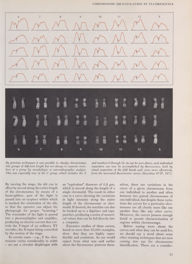 CHROMOSOME IDENTIFICATION BY FLUORESCENCE By previous techniques it was possible to classify chromosomes into groups of different length but not always to separate mem¬ bers of a group by morphologic or autoradiographic analysis. This was especially true of the С group, which includes the X and numbers 6 through 12. As can be seen above, such individual separation can now be accomplished by fluorescence, both by visual inspection of the QM bands and, even mare effectively, from the associated fluorometric curves (Hereditas 67:97, 1971). By moving the stage, the slit can in effect be moved along the entire length of the chromosome; by means of a beam-splitter, part of the light is passed into an eyepiece within which is marked the orientation of the slit, so that the operator can adjust the photograph for proper scanning. The remainder of the light is passed into a photomultiplier and amplifier, producing an electric current that con¬ trols the Y-input of an ordinary XY recorder, the X-input being controlled by the motion of the stage. In certain cases — e.g., if the chro¬ mosome varies considerably in width - we use a circular diaphragm with an equivalent diameter of 0.2 fim, which is moved along the length of a single chromatid. The result in either case is a curve showing the variations in light intensity along the entire length of the chromosome or chro¬ matid. If desired, the machine can also be hooked up to a digitizer and tape- puncher, producing a series of numeri¬ cal values that can be fed directly into a computer. Extensive studies of these curves, based on more than 30,000 examples, show that they are highly repro¬ ducible and consistent. As one would expect from what was said earlier about the fluorescence patterns them¬ selves, there are variations in the curve of a given chromosome from one individual to another and often between two paired chromosomes of one individual, but despite these varia¬ tions the curves for a particular chro¬ mosome are all clearly more like one another than like any other curve. Moreover, the curves possess enough detail to permit characterization of regions within chromoson\es. Before saying more about the curves and what they can be used for, we should say a word about some other staining techniques that are now coming into use for chromosome identification. There are a consider¬ ai