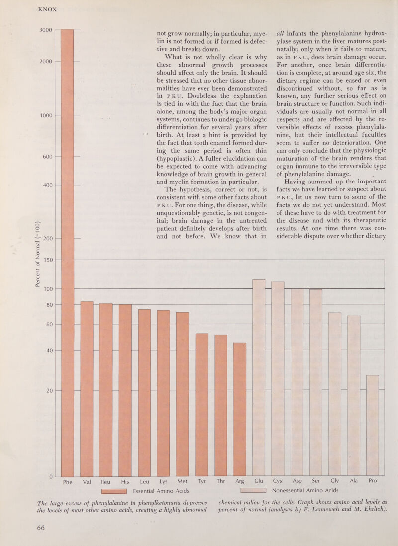 KNOX 3000 2000 1000 600 400 о о 200 о Z 150 100 ■ not grow normally; in particular, mye¬ lin is not formed or if formed is defec¬ tive and breaks down. What is not wholly clear is why these abnormal growth processes should affect only the brain. It should be stressed that no other tissue abnor¬ malities have ever been demonstrated in PKU. Doubtless the explanation is tied in with the fact that the brain alone, among the body's major organ systems, continues to undergo biologic differentiation for several years after birth. At least a hint is provided by the fact that tooth enamel formed dur¬ ing the same period is often thin (hypoplastic). A fuller elucidation can be expected to come with advancing knowledge of brain growth in general and myelin formation in particular. The hypothesis, correct or not, is consistent with some other facts about PKU. For one thing, the disease, while unquestionably genetic, is not congen¬ ital; brain damage in the untreated patient definitely develops after birth and not before. We know that in all infants the phenylalanine hydrox¬ ylase system in the liver matures post- natally; only when it fails to mature, as in PKU, does brain damage occur. For another, once brain differentia¬ tion is complete, at around age six, the dietary regime can be eased or even discontinued without, so far as is known, any further serious effect on brain structure or function. Such indi¬ viduals are usually not normal in all respects and are affected by the re¬ versible effects of excess phenylala¬ nine, but their intellectual faculties seem to suffer no deterioration. One can only conclude that the physiologic maturation of the brain renders that organ immune to the irreversible type of phenylalanine damage. Having summed up the important facts we have learned or suspect about PKU, let us now turn to some of the facts we do not yet understand. Most of these have to do with treatment for the disease and with its therapeutic results. At one time there was con¬ siderable dispute over whether dietary Leu Lys Met Essential Amino Acids Cys Asp Ser Cly Nonessential Amino Acids Ala Pro The large excess of phenylalanine in phenylketonuria depresses the levels of most other amino acids, creating a highly abnormal chemical milieu for the cells. Graph shows amino acid levels as percent of normal (analyses by F. Lenneweh and M. Ehrlich). 66
