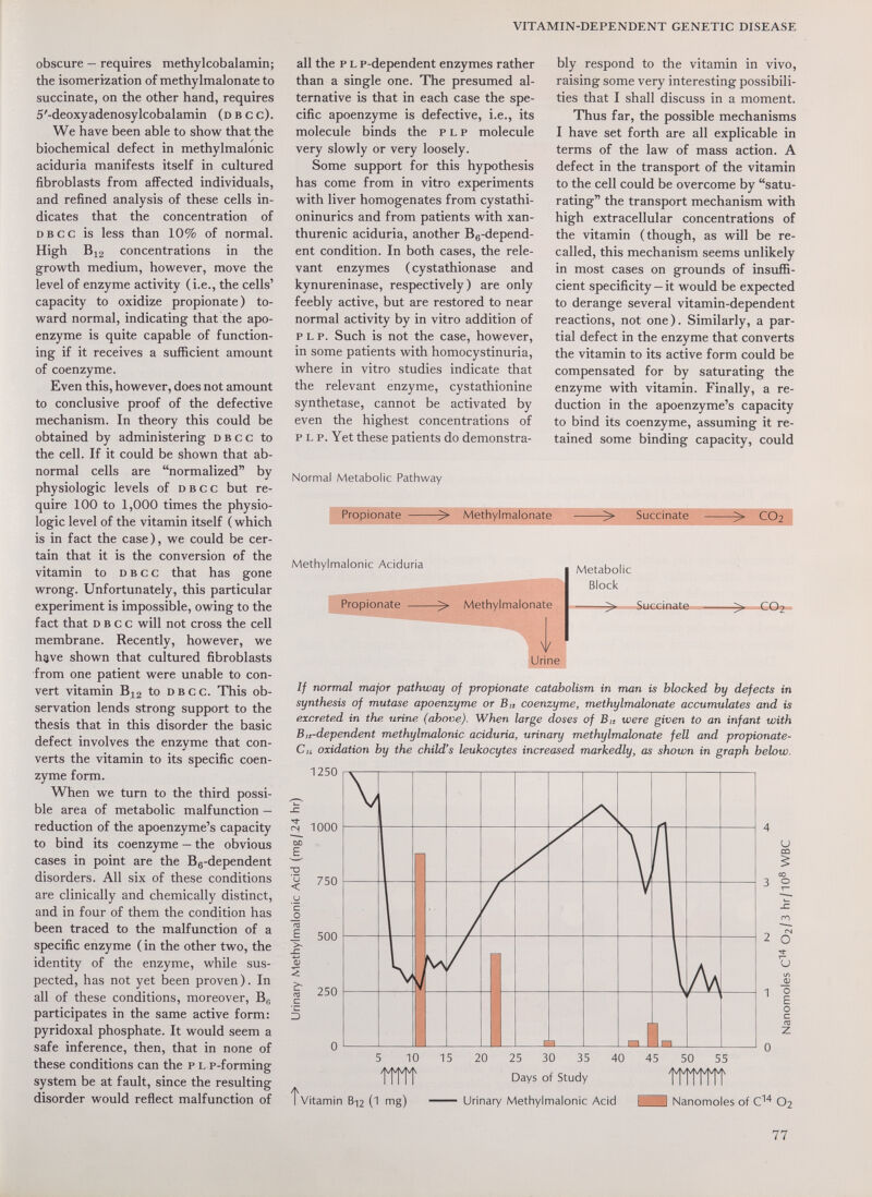 VITAMIN-DEPENDENT GENETIC DISEASE obscure — requires methylcobalamin; the isomerization of methylmalonate to succinate, on the other hand, requires 5'-deoxyadenosylcobalamin (d в с с). We have been able to show that the biochemical defect in methylmalonic aciduria manifests itself in cultured fibroblasts from affected individuals, and refined analysis of these cells in¬ dicates that the concentration of D в с с is less than 10% of normal. High Bi2 concentrations in the growth medium, however, move the level of enzyme activity (i.e., the cells' capacity to oxidize propionate) to¬ ward normal, indicating that the apo- enzyme is quite capable of function¬ ing if it receives a sufficient amount of coenzyme. Even this, however, does not amount to conclusive proof of the defective mechanism. In theory this could be obtained by administering dbcc to the cell. If it could be shown that ab¬ normal cells are normalized by physiologic levels of dbcc but re¬ quire 100 to 1,000 times the physio¬ logic level of the vitamin itself ( which is in fact the case), we could be cer¬ tain that it is the conversion of the vitamin to dbcc that has gone wrong. Unfortunately, this particular experiment is impossible, owing to the fact that dbcc will not cross the cell membrane. Recently, however, we have shown that cultured fibroblasts from one patient were unable to con¬ vert vitamin Bi2 to dbcc. This ob¬ servation lends strong support to the thesis that in this disorder the basic defect involves the enzyme that con¬ verts the vitamin to its specific coen¬ zyme form. When we turn to the third possi¬ ble area of metabolic malfunction — reduction of the apoenzyme's capacity to bind its coenzyme — the obvious cases in point are the Bg-dependent disorders. All six of these conditions are clinically and chemically distinct, and in four of them the condition has been traced to the malfunction of a specific enzyme ( in the other two, the identity of the enzyme, while sus¬ pected, has not yet been proven). In all of these conditions, moreover, Bg participates in the same active form: pyridoxal phosphate. It would seem a safe inference, then, that in none of these conditions can the p l p-forming system be at fault, since the resulting disorder would reflect malfunction of all the f l p-dependent enzymes rather than a single one. The presumed al¬ ternative is that in each case the spe¬ cific apoenzyme is defective, i.e., its molecule binds the p L p molecule very slowly or very loosely. Some support for this hypothesis has come from in vitro experiments with liver homogenates from cystathi- oninurics and from patients with xan¬ thurenic aciduria, another Bg-depend- ent condition. In both cases, the rele¬ vant enzymes ( cystathionase and kynureninase, respectively) are only feebly active, but are restored to near normal activity by in vitro addition of p L p. Such is not the case, however, in some patients with homocystinuria, where in vitro studies indicate that the relevant enzyme, cystathionine synthetase, cannot be activated by even the highest concentrations of p l p. Yet these patients do demonstra¬ bly respond to the vitamin in vivo, raising some very interesting possibili¬ ties that I shall discuss in a moment. Thus far, the possible mechanisms I have set forth are all explicable in terms of the law of mass action. A defect in the transport of the vitamin to the cell could be overcome by satu¬ rating the transport mechanism with high extracellular concentrations of the vitamin (though, as will be re¬ called, this mechanism seems unlikely in most cases on grounds of insuffi¬ cient specificity — it would be expected to derange several vitamin-dependent reactions, not one). Similarly, a par¬ tial defect in the enzyme that converts the vitamin to its active form could be compensated for by saturating the enzyme with vitamin. Finally, a re¬ duction in the apoenzyme's capacity to bind its coenzyme, assuming it re¬ tained some binding capacity, could Normal Metabolic Pathway Propionate >• Methylmalonate >■ Succinate >• CO2 Methylmalonic Aciduria Propionate ^ Methylmalonate V Urine Metabolic Block ^vSüCGinate« If normal major pathway of propionate catabolism in man is blocked by defects in synthesis of mutase apoenzyme or B,t coenzyme, methylmalonate accumulates and is excreted in the urine (above). When large doses of B„ were given to an infant with Bo-dependent methylmalonic aciduria, urinary methylmalonate fell and propionate- Cu oxidation by the child's leukocytes increased markedly, as shown in graph below. 1250 on E < и 'с _o nJ E s (5 с d 1000 750 500 250 и m со 3 £ rn 2 ^ и (Л 1 о о 5 10 15 20 25 30 35 40 45 50 55 Days of Study Tvitamin Bi2 (1 mg)  Urinary Methylmalonic Acid | Nanomoles of O2 77