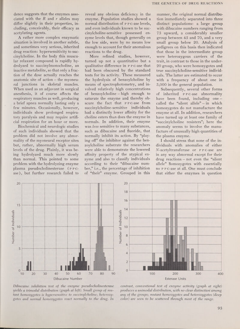 THE GENETICS OF DRUG REACTIONS dence suggests that the enzymes asso¬ ciated with the R and r alleles may differ slightly in their properties, in¬ cluding, conceivably, their efficacy as acetylating agents. A rather more complex enzymatic situation is involved in another subtle, and sometimes very serious, inherited drug reaction : hypersensitivity to suc- cinylcholine. In the body this muscu¬ lar relaxant compound is rapidly hy- drolyzed to succinylmonocholine, an inactive metabolite, so that only a frac¬ tion of the dose actually reaches the anatomic site of action — the myoneu¬ ral junctions in skeletal muscles. When used as an adjuvant in surgical anesthesia, it of course affects the respiratory muscles as well, producing a brief apnea normally lasting only a few minutes. Occasionally, however, individuals show prolonged respira¬ tory paralysis and may require artifi¬ cial respiration for an hour or more. Biochemical and neurologic studies of such individuals showed that the problem did not involve any abnor¬ mality of the myoneural receptor sites but, rather, abnormally high serum levels of the drug. Plainly, it was be¬ ing hydrolyzed much more slowly than normal. This pointed to some problem with the hydrolyzing enzyme plasma pseudocholinesterase ( p p c- ase), but further research failed to reveal any obvious deficiency in the enzyme. Population studies showed a normal distribution of p p c-ase levels, and even individuals known to be suc- cinylcholine-sensitive possessed en¬ zyme levels that, though generally on the low side, were by no means low enough to account for their anomalous reactions to the drug. More refined studies, however, turned up not a quantitative but a qualitative difference in p p c-ase that had been obscured by the standard tests for its activity. These measured the hydrolysis of benzoylcholine by means of spectrophotometry, and in¬ volved relatively high concentrations of benzoylcholine — high enough to saturate the enzyme and thereby ob¬ scure the fact that p p c-ase from succinylcholine-sensitive individuals had a distinctly lower affinity for the choline esters than does the enzyme in normals. In addition, their enzyme was less sensitive to many substances, such as dibucaine and fluoride, that normally inhibit its action. By play¬ ing off the inhibitor against the ben¬ zoylcholine substrate the researchers were able to demonstrate the lowered affinity property of the atypical en¬ zyme and also to classify individuals according to their dibucaine num¬ ber, i.e., the percentage of inhibition of their enzyme. Grouped in this manner, the original normal distribu¬ tion immediately separated into three distinct populations; a large group with dibucaine numbers ranging from 73 upward, a considerably smaller group between 45 and 70, and a very small group below 20. Aftalysis of pedigrees on this basis then indicated that those in the intermediate group were heterozygous carriers of the trait, in contrast to those in the under- 20 group, who were homozygotes and true succinylcholine-sensitive individ¬ uals. The latter are estimated to occur with a frequency of about one in 3,000 in the general population. Subsequently, several other forms of inherited p p c-ase abnormality have been found, including one — called the silent allele — in which homozygotes do not manufacture the enzyme at all. In addition, researchers have turned up at least one family of succinylcholine resistere; here the anomaly seems to involve the manu¬ facture of unusually high quantities of the plasma enzyme. I should stress that none of the in¬ dividuals with anomalies of either N-acetyltransferase or p p c-ase are in any way abnormal except for their drug reactions — not even the silent allele homozygotes with essentially no p p c-ase at all. One must conclude that either the enzymes in question 40 50 60 Dibucaine Number 200 Esterase Units 400 Dibucaine inhibition test of the enzyme pseudocholinesterase yields a trimodal distribution (graph at left). Small group of mu¬ tant homozygotes is hypersensitive to succinylcholine; heterozy¬ gotes and normal homozygotes react normally to the drug. In contrast, conventional test of enzyme activity (graph at right) produces a unimodal distribution, with no clear distinction among any of the groups; mutant homozygotes and heterozygotes (deep color) are seen to be scattered through most of the range. 93