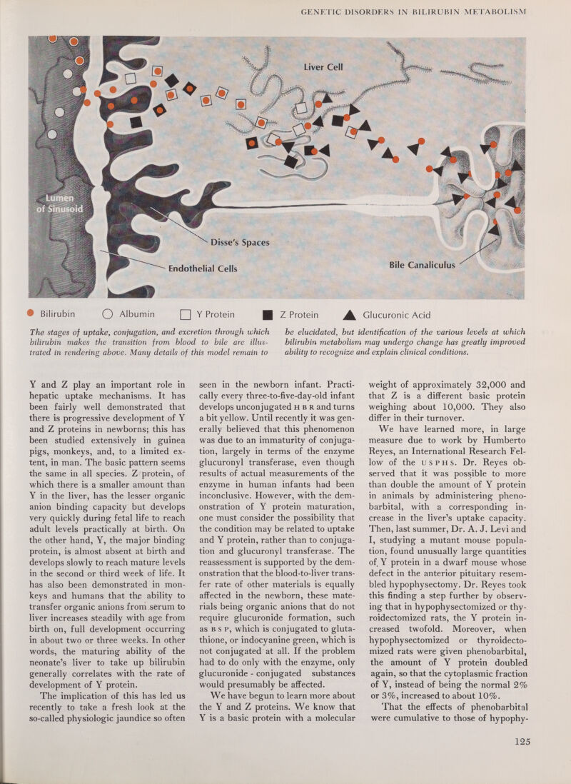 GENETIC DISORDERS IN HILIRUBIN ME'I ABOLlSAf Liver Cell M V Disse's Spates Endothelial Cells • Bilirubin О Albumin Ц Y Protein Ц The stages of uptake, conjugation, and excretion through which bilirubin makes the transition from blood to bile are illus¬ trated in rendering above. Many details of this model remain to fi Z Protein Bile Canaliculus Glucuronic Acid be elucidated, but identification of the various levels at which bilirubin metabolism may undergo change has greatly improved ability to recognize and explain clinical conditions. Y and Z play an important role in hepatic uptake mechanisms. It has been fairly well demonstrated that there is progressive development of Y and Z proteins in newborns; this has been studied extensively in guinea pigs, monkeys, and, to a limited ex¬ tent, in man. The basic pattern seems the same in all species. Z protein, of which there is a smaller amount than Y in the liver, has the lesser organic anion binding capacity but develops very quickly during fetal life to reach adult levels practically at birth. On the other hand, Y, the major binding protein, is almost absent at birth and develops slowly to reach mature levels in the second or third week of life. It has also been demonstrated in mon¬ keys and humans that the ability to transfer organic anions from sérum to liver increases steadily with age from birth on, full development occurring in about two or three weeks. In other words, the maturing ability of the neonate's liver to take up bilirubin generally correlates with the rate of development of Y protein. The implication of this has led us recently to take a fresh look at the so-called physiologic jaundice so often seen in the newborn infant. Practi¬ cally every three-to-five-day-old infant develops unconjugated н в r and turns a bit yellow. Until recently it was gen¬ erally believed that this phenomenon was due to an immaturity of conjuga¬ tion, largely in terms of the enzyme glucuronyl transferase, even though results of actual measurements of the enzyme in human infants had been inconclusive. However, with the dem¬ onstration of Y protein maturation, one must consider the possibility that the condition may be related to uptake and Y protein, rather than to conjuga¬ tion and glucuronyl transferase. The reassessment is supported by the dem¬ onstration that the blood-to-liver trans¬ fer rate of other materials is equally affected in the newborn, these mate¬ rials being organic anions that do not require glucuronide formation, such as в s p, which is conjugated to gluta¬ thione, or indocyanine green, which is not conjugated at all. If the problem had to do only with the enzyme, only glucuronide - conjugated substances would presumably be affected. We have begun to learn more about the Y and Z proteins. We know that Y is a basic protein with a molecular weight of approximately 32,000 and that Z is a different basic protein weighing about 10,000. They also differ in their turnover. We have learned more, in large measure due to work by Humberto Reyes, an International Research Fel¬ low of the USPHS. Dr. Reyes ob¬ served that it was possible to more than double the amount of Y protein in animals by administering phéno¬ barbital, with a corresponding in¬ crease in the liver's uptake capacity. Then, last summer. Dr. A. J. Levi and I, studying a mutant mouse popula¬ tion, found unusually large quantities of Y protein in a dwarf mouse whose defect in the anterior pituitary resem¬ bled hypophysectomy. Dr. Reyes took this finding a step further by observ¬ ing that in hypophysectomized or thy- roidectomized rats, the Y protein in¬ creased twofold. Moreover, when hypophysectomized or thyroidecto- mized rats were given phénobarbital, the amount of Y protein doubled again, so that the cytoplasmic fraction of Y, instead of being the normal 2% or 3%, increased to about 10%. That the effects of phénobarbital were cumulative to those of hypophy- 125