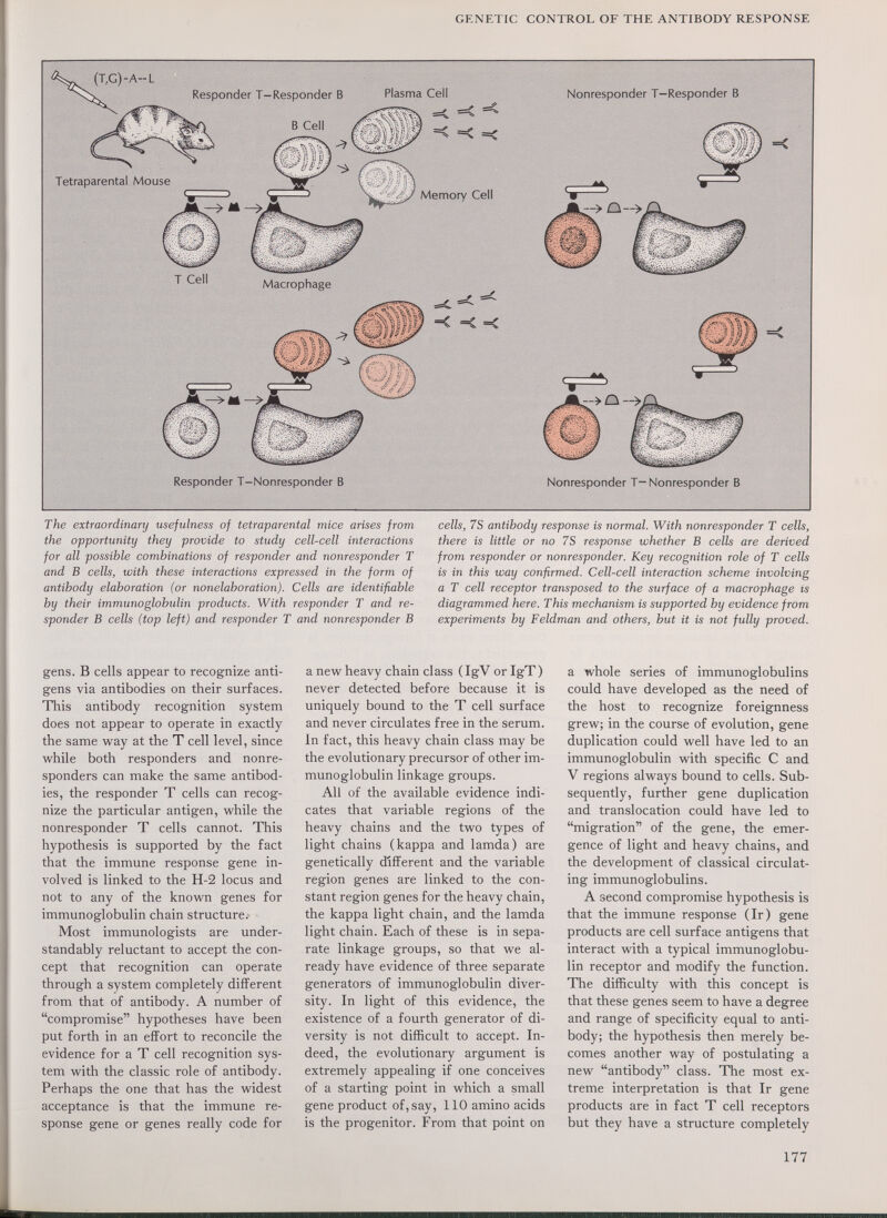 GENETIC CONTROL OF THE ANTIBODY RESPONSE The extraordinary usefulness of tetraparental mice arises from the opportunity they provide to study cell-cell interactions for all possible combinations of responder and nonresponder T and В cells, with these interactions expressed in the form of antibody elaboration (or nonelaboration). Cells are identifiable by their immunoglobulin products. With responder T and re¬ sponder В cells (top left) and responder T and nonresponder В cells, 7S antibody response is normal. With nonresponder T cells, there is little or no 7S response whether В cells are derived from responder or nonresponder. Key recognition role of T cells is in this way confirmed. Cell-cell interaction scheme involving a T cell receptor transposed to the surface of a macrophage is diagrammed here. This mechanism is supported by evidence from experiments by Feldman and others, but it is not fully proved. gens. В cells appear to recognize anti¬ gens via antibodies on their surfaces. This antibody recognition system does not appear to operate in exactly the same way at the T cell level, since while both responders and nonre- sponders can make the same antibod¬ ies, the responder T cells can recog¬ nize the particular antigen, while the nonresponder T cells cannot. This hypothesis is supported by the fact that the immune response gene in¬ volved is linked to the H-2 locus and not to any of the known genes for immunoglobulin chain structure. Most immunologists are under¬ standably reluctant to accept the con¬ cept that recognition can operate through a system completely different from that of antibody. A number of compromise hypotheses have been put forth in an effort to reconcile the evidence for a T cell recognition sys¬ tem with the classic role of antibody. Perhaps the one that has the widest acceptance is that the immune re¬ sponse gene or genes really code for a new heavy chain class ( IgV or IgT) never detected before because it is uniquely bound to the T cell surface and never circulates free in the serum. In fact, this heavy chain class may be the evolutionary precursor of other im¬ munoglobulin linkage groups. All of the available evidence indi¬ cates that variable regions of the heavy chains and the two types of light chains (kappa and lamda) are genetically different and the variable region genes are linked to the con¬ stant region genes for the heavy chain, the kappa light chain, and the lamda light chain. Each of these is in sepa¬ rate linkage groups, so that we al¬ ready have evidence of three separate generators of immunoglobulin diver¬ sity. In light of this evidence, the existence of a fourth generator of di¬ versity is not difficult to accept. In¬ deed, the evolutionary argument is extremely appealing if one conceives of a starting point in which a small gene product of, say, 110 amino acids is the progenitor. From that point on a whole series of immunoglobulins could have developed as the need of the host to recognize foreignness grew; in the course of evolution, gene duplication could well have led to an immunoglobulin with specific С and V regions always bound to cells. Sub¬ sequently, further gene duplication and translocation could have led to migration of the gene, the emer¬ gence of light and heavy chains, and the development of classical circulat¬ ing immunoglobulins. A second compromise hypothesis is that the immune response (Ir) gene products are cell surface antigens that interact with a typical immunoglobu¬ lin receptor and modify the function. The difficulty with this concept is that these genes seem to have a degree and range of specificity equal to anti¬ body; the hypothesis then merely be¬ comes another way of postulating a new antibody class. The most ex¬ treme interpretation is that Ir gene products are in fact T cell receptors but they have a structure completely 177