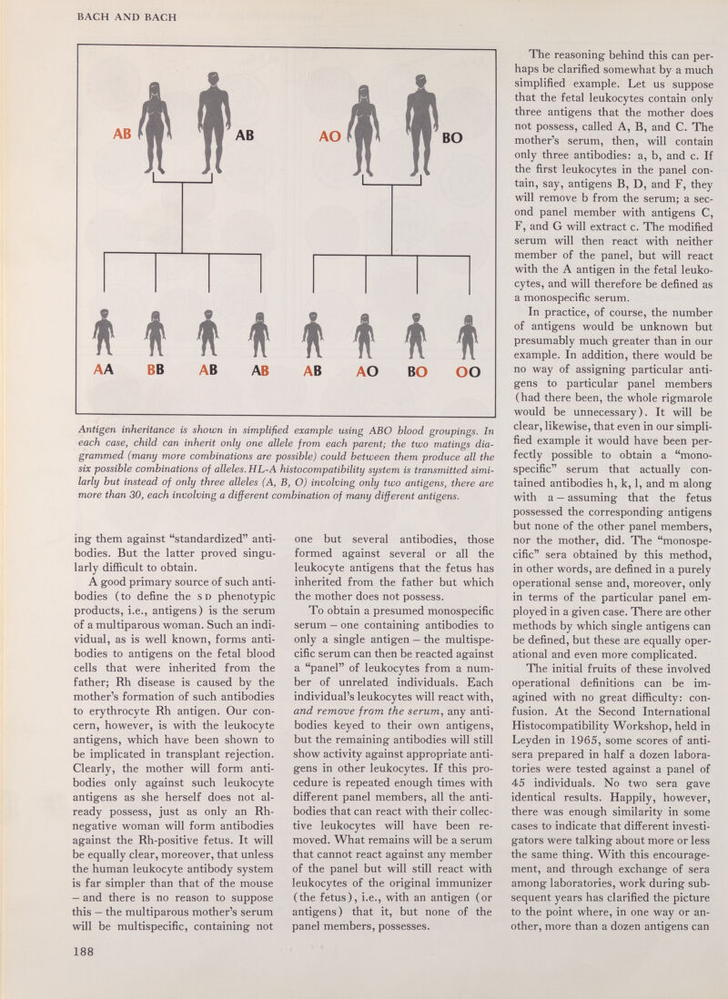 BACH AND BACH AB If AB AA BB AB AB AB AO ВО OO Antigen inheritance is shown in simplified example using ABO blood groupings. In each case, child can inherit only one allele from each parent; the two matings dia¬ grammed (many more combinations are possible) could between them produce all the six possible combinations of alleles. HL-A histocompatibility system is transmitted simi¬ larly but instead of only three alleles (A, B, O) involving only two antigens, there are more than 30, each involving a different combination of many different antigens. ing them against standardized anti¬ bodies. But the latter proved singu¬ larly difficult to obtain. A good primary source of such anti¬ bodies (to define the so phenotypic products, i.e., antigens) is the serum of a multiparous woman. Such an indi¬ vidual, as is well known, forms anti¬ bodies to antigens on the fetal blood cells that were inherited from the father; Rh disease is caused by the mother's formation of such antibodies to erythrocyte Rh antigen. Our con¬ cern, however, is with the leukocyte antigens, which have been shown to be implicated in transplant rejection. Clearly, the mother will form anti¬ bodies only against such leukocyte antigens as she herself does not al¬ ready possess, just as only an Rh- negative woman will form antibodies against the Rh-positive fetus. It will be equally clear, moreover, that unless the human leukocyte antibody system is far simpler than that of the mouse - and there is no reason to suppose this — the multiparous mother's serum will be multispecific, containing not one but several antibodies, those formed against several or all the leukocyte antigens that the fetus has inherited from the father but which the mother does not possess. To obtain a presumed monospecific serum — one containing antibodies to only a single antigen — the multispe¬ cific serum can then be reacted against a panel of leukocytes from a num¬ ber of unrelated individuals. Each individual's leukocytes will react with, and remove from the serum, any anti¬ bodies keyed to their own antigens, but the remaining antibodies will still show activity against appropriate anti¬ gens in other leukocytes. If this pro¬ cedure is repeated enough times with different panel members, all the anti¬ bodies that can react with their collec¬ tive leukocytes will have been re¬ moved. What remains will be a serum that cannot react against any member of the panel but will still react with leukocytes of the original immunizer (the fetus), i.e., with an antigen (or antigens) that it, but none of the panel members, possesses. The reasoning behind this can per¬ haps be clarified somewhat by a much simplified example. Let us suppose that the fetal leukocytes contain only three antigens that the mother does not possess, called A, B, and C. The mother's serum, then, will contain only three antibodies: a, b, and c. If the first leukocytes in the panel con¬ tain, say, antigens B, D, and F, they will remove b from the serum; a sec¬ ond panel member with antigens C, F, and G will extract c. The modified serum will then react with neither member of the panel, but will react with the A antigen in the fetal leuko¬ cytes, and will therefore be defined as a monospecific serum. In practice, of course, the number of antigens would be unknown but presumably much greater than in our example. In addition, there would be no way of assigning particular anti¬ gens to particular panel members (had there been, the whole rigmarole would be unnecessary). It will be clear, likewise, that even in our simpli¬ fied example it would have been per¬ fectly possible to obtain a mono¬ specific serum that actually con¬ tained antibodies h, k, 1, and m along with a — assuming that the fetus possessed the corresponding antigens but none of the other panel members, nor the mother, did. The monospe¬ cific sera obtained by this method, in other words, are defined in a purely operational sense and, moreover, only in terms of the particular panel em¬ ployed in a given case. There are other methods by which single antigens can be defined, but these are equally oper¬ ational and even more complicated. The initial fruits of these involved operational definitions can be im¬ agined with no great difficulty: con¬ fusion. At the Second International Histocompatibility Workshop, held in Ley den in 1965, some scores of anti- sera prepared in half a dozen labora¬ tories were tested against a panel of 45 individuals. No two sera gave identical results. Happily, however, there was enough similarity in some cases to indicate that different investi¬ gators were talking about more or less the same thing. With this encourage¬ ment, and through exchange of sera among laboratories, work during sub¬ sequent years has clarified the picture to the point where, in one way or an¬ other, more than a dozen antigens can 188