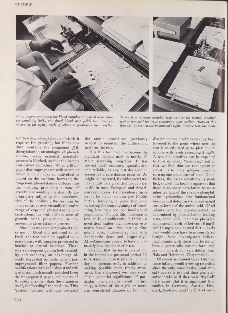 GUTHRIE Filter papers containing the blood samples are placed in machine device in a separate dimpled tray (center) for testing. Another for punching (left); one dried blood spot yields four discs (as spot is punched for trays containing agar medium (trays of this shown at far right), each of which is positioned by a suction type can be seen at the technician s right). Twelve tests are made synthesizing phenylalanine (which it requires for growth), but if the me¬ dium contains the compound ß-2- thienylalanine, an analogue of phenyl¬ alanine, some essential metabolic process is blocked, so that the bacter¬ ium cannot reproduce. When a filter- paper disc impregnated with serum or blood from an affected individual is placed on the medium, however, the exogenous phenylalanine diffuses into the medium, producing a zone of growth surrounding the disc. By ap¬ propriately adjusting the concentra¬ tion of the inhibitor, the test can be made sensitive over virtually the entire range of expected phenylalanine con¬ centrations, the width of the zone of growth being proportional to the amount of phenylalanine present. Since ( as was soon determined ) the serum or blood did not need to be fresh, the test could be applied on a mass basis, with samples processed in batches at central locations. There was a consequent gain in both reliabil¬ ity and economy, an advantage al¬ ready suggested by trials with urine- impregnated filter papers. Further modifications involved using standard¬ ized discs, mechanically punched from the impregnated paper, and spores of B. subtilis, rather than the organism itself, for seeding the medium. This instant culture technique obviated the sterile procedures previously needed to maintain the culture and perform the test. It is this test that has become the standard method used in nearly all p к и screening programs. It has proved itself accurate, quantitative, and reliable, as any test designed to screen for a rare disease must be. As might be expected, its widespread use has taught us a good deal about p к и itself. In most European and Ameri¬ can populations, p к и incidence turns out to be about one case per 10,000 births, implying a gene frequency (allowing for consanguinity) of some¬ thing less than one per hundred of population. Though this incidence is low, it is — significantly, I think — a good deal higher than previous esti¬ mates based on urine testing. One might note, incidentally, that both Ashkenazic Jews and (especially) Afro-Americans appear to have an un¬ usually low incidence of pku. The fact that the test is carried out in the immediate postnatal period (3 to 5 days in normal infants, 5 to 8 days in prematures), in addition to making possible more timely treat¬ ment, has sharpened our awareness of the potential significance of par¬ ticular phenylalanine levels. Origi¬ nally, a level of 20 mg% or more was considered diagnostic, but the discriminatory level has steadily been lowered to the point where now the test is so adjusted as to pick out all infants with levels exceeding 4 mg%. A test this sensitive can be expected to turn up many positives, and in fact we find that we can expect to retest 30 to 50 suspicious cases to turn up one actual case of pku. None¬ theless, the extra sensitivity is justi¬ fied, since it has become apparent that there is no sharp correlation between inherited lack of the enzyme phenylal¬ anine hydroxylase (the fundamental biochemical defect in p к u) and actual serum levels of the amino acid. Of all infants with the enzyme defect, as determined by phenylalanine loading tests, some 25% maintain phenylal¬ anine serum levels of between 8 mg% and 15 mg% on a normal diet — levels that would once have been considered benign. Some investigators believe that infants with these low levels do have a genetically variant form and are not at risk for retardation (see Hsia and Holtzman, Chapter 23 ). Of course we cannot be certain that these infants would grow up retarded, since the only conservative ( and ethi¬ cal) course is to limit their phenylal¬ anine intake as if they were typical PKU cases. But it is significant that studies in Germany, Austria, Den¬ mark, Scotland, and the U.S. of men- 230