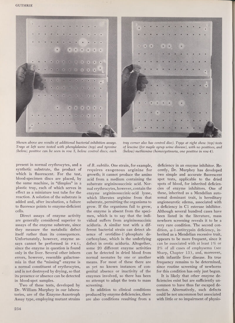 GUTHRIE Shown above are results of additional bacterial inhibition assays. tray corner also has control disc). Trays at right show (top) tests Trays at left were tested with phenylalanine (top) and tyrosine of leucine (for maple syrup wine disease), with no positives, and (below; positive can be seen in row 5, below control discs; each (below) methionine (homocystinuria, one positive in row 4). present in normal erythrocytes, and a synthetic substrate, the product of which is fluorescent. For the test, blood-specimen discs are placed, by the same machine, in dimples in a plastic tray, each of which serves in effect as a miniature test tube for the reaction. A solution of the substrate is added and, after incubation, a failure to fluoresce points to enzyme-deficient cells. Direct assays of enzyme activity are generally considered superior to assays of the enzyme substrate, since they measure the metabolic defect itself rather than its consequences. Unfortunately, however, enzyme as¬ says cannot be performed in pku, since the enzyme in question is found only in the liver. Several other inborn errors, however, resemble galactose¬ mia in that the missing enzyme is a normal constituent of erythrocytes, and is not destroyed by drying, so that its presence or absence can be detected in blood-spot samples. Two of these tests, developed by Dr. William Murphey in our labora¬ tories, are of the Enzyme-Auxotroph Assay type, employing mutant strains of B. subtilis. One strain, for example, requires exogenous arginine for growth; it cannot produce the amino acid from a medium containing the substrate argininosuccinic acid. Nor¬ mal erythrocytes, however, contain the enzyme argininosuccinic-acid lyase, which liberates arginine from that substrate, permitting the organisms to grow. If the organisms fail to grow, the enzyme is absent from the speci¬ men, which is to say that the indi¬ vidual sufl^ers from argininosuccinic aciduria. A similar test with a dif¬ ferent bacterial strain can detect ab¬ sence of orotidine-1'-phosphate de¬ carboxylase, which is the underlying defect in orotic aciduria. Altogether, some 20 diflerent enzyme activities can be detected in dried blood from normal neonates by one or another means. For most of these there are as yet no known instances of con¬ genital absence or inactivity of the enzymes involved, so there has been no attempt to adapt the tests to mass screening. In addition to clinical conditions produced by enzyme deficiencies, there are also conditions resulting from a deficiency in an enzyme inhibitor. Re¬ cently, Dr. Murphey has developed two simple and accurate fluorescent spot tests, applicable to the dried spots of blood, for inherited deficien¬ cies of enzyme inhibitors. One of these, inherited as a Mendelian auto¬ somal dominant trait, is hereditary angioneurotic edema, associated with a deficiency in Cl esterase inhibitor. Although several hundred cases have been listed in the literature, mass newborn screening reveals it to be a very rare condition. The second con¬ dition, a-l-antitrypsin deficiency, in¬ herited as a Mendelian recessive trait, appears to be more frequent, since it can be associated with at least 1% or 2% of all cases of emphysema (see Sharp, Chapter 13), and, moreover, with infantile liver disease. Its true frequency remains to be determined, since routine screening of newborns for this condition has only just begun. It is likely that other enzyme de¬ ficiencies exist but are sufliciently un¬ common to have thus far escaped de¬ tection. Alternatively, such defects could be not uncommon but associated with little or no impairment of physio- 234