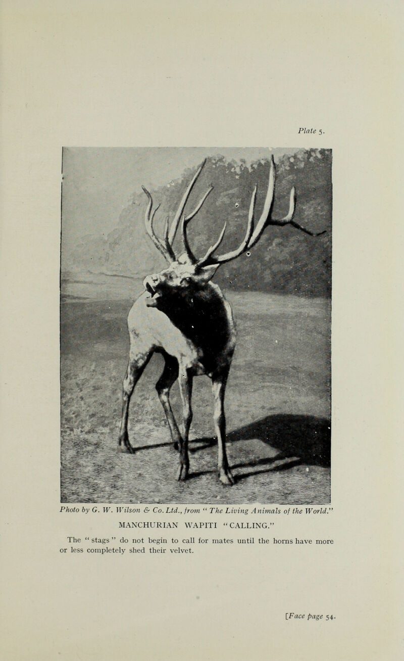Plate 5. Photo by G. W. Wilson & Co. Ltd., front  The Living Animals of the World. MANCHURIAN WAPITI CALLING. The  stags  do not begin to call for mates until the homs have more or less completely shed their velvet. IFace page 54.