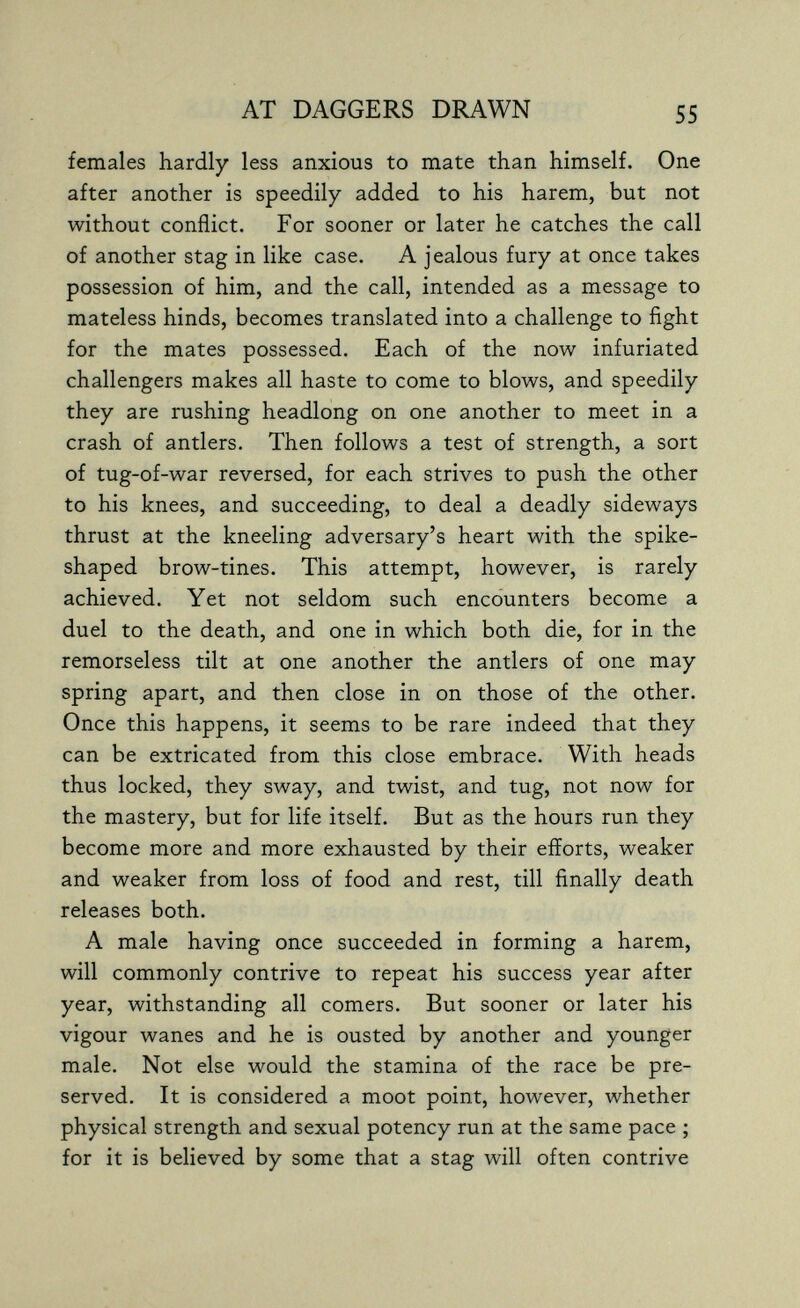 AT DAGGERS DRAWN 55 females hardly less anxious to mate than himself. One after another is speedily added to his harem, but not without conflict. For sooner or later he catches the call of another stag in like case. A jealous fury at once takes possession of him, and the call, intended as a message to mateless hinds, becomes translated into a challenge to fight for the mates possessed. Each of the now infuriated challengers makes all haste to come to blows, and speedily they are rushing headlong on one another to meet in a crash of antlers. Then follows a test of strength, a sort of tug-of-war reversed, for each strives to push the other to his knees, and succeeding, to deal a deadly sideways thrust at the kneeling adversary's heart with the spike- shaped brow-tines. This attempt, however, is rarely achieved. Yet not seldom such encounters become a duel to the death, and one in which both die, for in the remorseless tilt at one another the antlers of one may spring apart, and then close in on those of the other. Once this happens, it seems to be rare indeed that they can be extricated from this close embrace. With heads thus locked, they sway, and twist, and tug, not now for the mastery, but for life itself. But as the hours run they become more and more exhausted by their efforts, weaker and weaker from loss of food and rest, till finally death releases both. A male having once succeeded in forming a harem, will commonly contrive to repeat his success year after year, withstanding all comers. But sooner or later his vigour wanes and he is ousted by another and younger male. Not else would the stamina of the race be pre¬ served, It is considered a moot point, however, whether physical strength and sexual potency run at the same pace ; for it is believed by some that a stag will often contrive