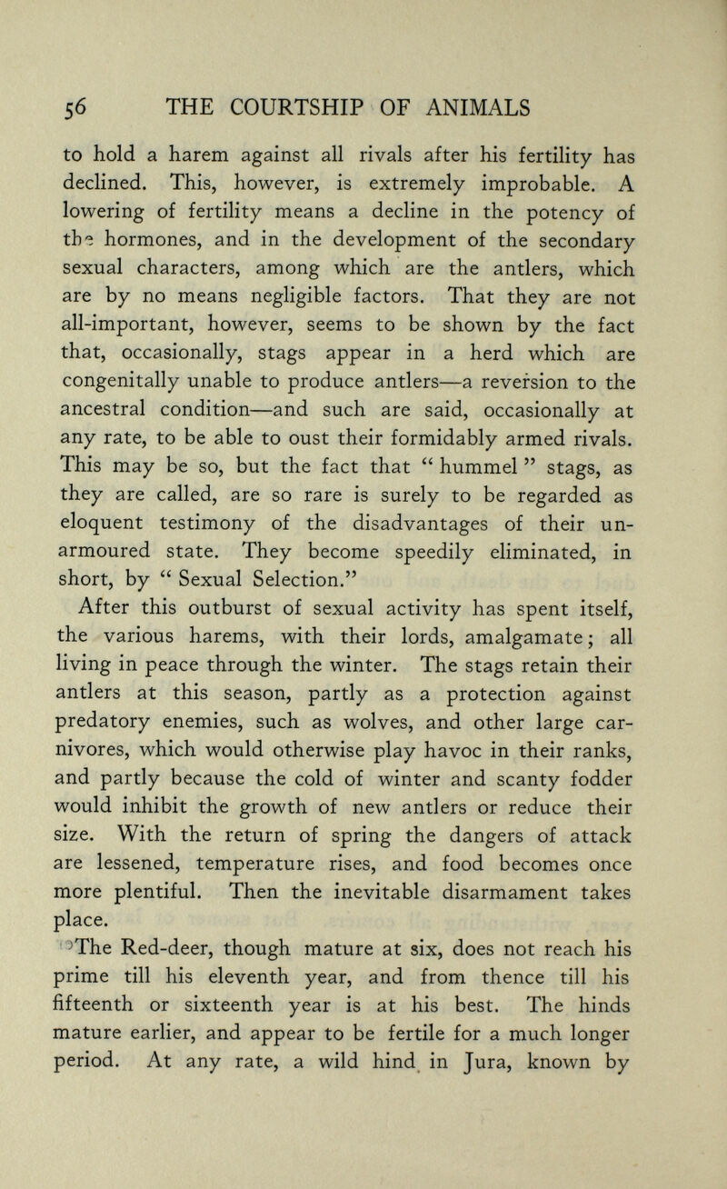 s6 THE COURTSHIP OF ANIMALS to hold a harem against all rivals after his fertility has declined. This, however, is extremely improbable. A lowering of fertility means a decline in the potency of th® hormones, and in the development of the secondary sexual characters, among which are the antlers, which are by no means negligible factors. That they are not all-important, however, seems to be shown by the fact that, occasionally, stags appear in a herd which are congenitally unable to produce antlers—a reversion to the ancestral condition—and such are said, occasionally at any rate, to be able to oust their formidably armed rivals. This may be so, but the fact that  hummel  stags, as they are called, are so rare is surely to be regarded as eloquent testimony of the disadvantages of their un- armoured state. They become speedily eliminated, in short, by  Sexual Selection. After this outburst of sexual activity has spent itself, the various harems, with their lords, amalgamate ; all living in peace through the winter. The stags retain their antlers at this season, partly as a protection against predatory enemies, such as wolves, and other large car¬ nivores, which would otherwise play havoc in their ranks, and partly because the cold of winter and scanty fodder would inhibit the growth of new antlers or reduce their size. With the return of spring the dangers of attack are lessened, temperature rises, and food becomes once more plentiful. Then the inevitable disarmament takes place. '^The Red-deer, though mature at six, does not reach his prime till his eleventh year, and from thence till his fifteenth or sixteenth year is at his best. The hinds mature earlier, and appear to be fertile for a much longer period. At any rate, a wild hind in Jura, known by