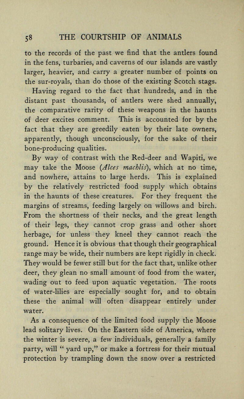 58 THE COURTSHIP OF ANIMALS to the records of the past we find that the antlers found in the fens, turbaries, and caverns of our islands are vastly larger, heavier, and carry a greater number of points on the sur-royals, than do those of the existing Scotch stags. Having regard to the fact that hundreds, and in the distant past thousands, of antlers were shed annually, the comparative rarity of these weapons in the haunts of deer excites comment. This is accounted for by the fact that they are greedily eaten by their late owners, apparently, though unconsciously, for the sake of their bone-producing qualities. By way of contrast with the Red-deer and Wapiti, we may take the Moose {Alces machlis), which at no time, and nowhere, attains to large herds. This is explained by the relatively restricted food supply which obtains in the haunts of these creatures. For they frequent the margins of streams, feeding largely on willows and birch. From the shortness of their necks, and the great length of their legs, they cannot crop grass and other short herbage, for unless they kneel they cannot reach the ground. Hence it is obvious that though their geographical range may be wide, their numbers are kept rigidly in check. They would be fewer still but for the fact that, unlike other deer, they glean no small amount of food from the water, wading out to feed upon aquatic vegetation. The roots of water-lilies are especially sought for, and to obtain these the animal will often disappear entirely under water. As a consequence of the limited food supply the Moose lead solitary lives. On the Eastern side of America, where the winter is severe, a few individuals, generally a family party, will  yard up, or make a fortress for their mutual protection by trampling down the snow over a restricted
