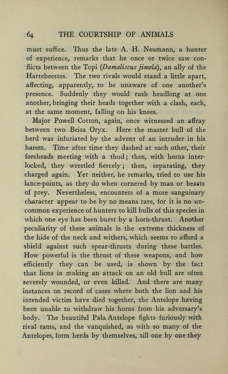 б4 THE COURTSHIP OF ANIMALS must suffice. Thus the late A. H. Neumann, a hunter of experience, remarks that he once or twice saw con¬ flicts between the Topi {Damaliscus jimeld), an ally of the Hartebeestes. The two rivals would stand a little apart, affecting, apparently, to be unaware of one another's presence. Suddenly they would rush headlong at one another, bringing their heads together with a clash, each, at the same moment, falling on his knees. Major Powell Cotton, again, once witnessed an affray between two Beisa Oryx. Here the master bull of the herd was infuriated by the advent of an intruder in his harem. Time after time they dashed at each other, their foreheads meeting with a thud ; then, with horns inter¬ locked, they wrestled fiercely ; then, separating, they charged again. Yet neither, he remarks, tried to use his lance-points, as they do when cornered by man or beasts of prey. Nevertheless, encounters of a more sanguinary character appear to be by no means rare, for it is no un¬ common experience of hunters to kill bulls of this species in which one eye has been burst by a horn-thrust. Another peculiarity of these animals is the extreme thickness of the hide of the neck and withers, which seems to afford a shield against such spear-thrusts during these battles. How powerful is the thrust of these weapons, and how efficiently they can be used, is shown by the fact that lions in making an attack on an old bull are often severely wounded, or even killed. And there are many instances on record of cases where both the lion and his intended victim have died together, the Antelope having been unable to withdraw his horns from his adversary's body. The beautiful Pala Antelope fights furiously with rival rams, and the vanquished, as with so many of the Antelopes, form herds by themselves, till one by one they