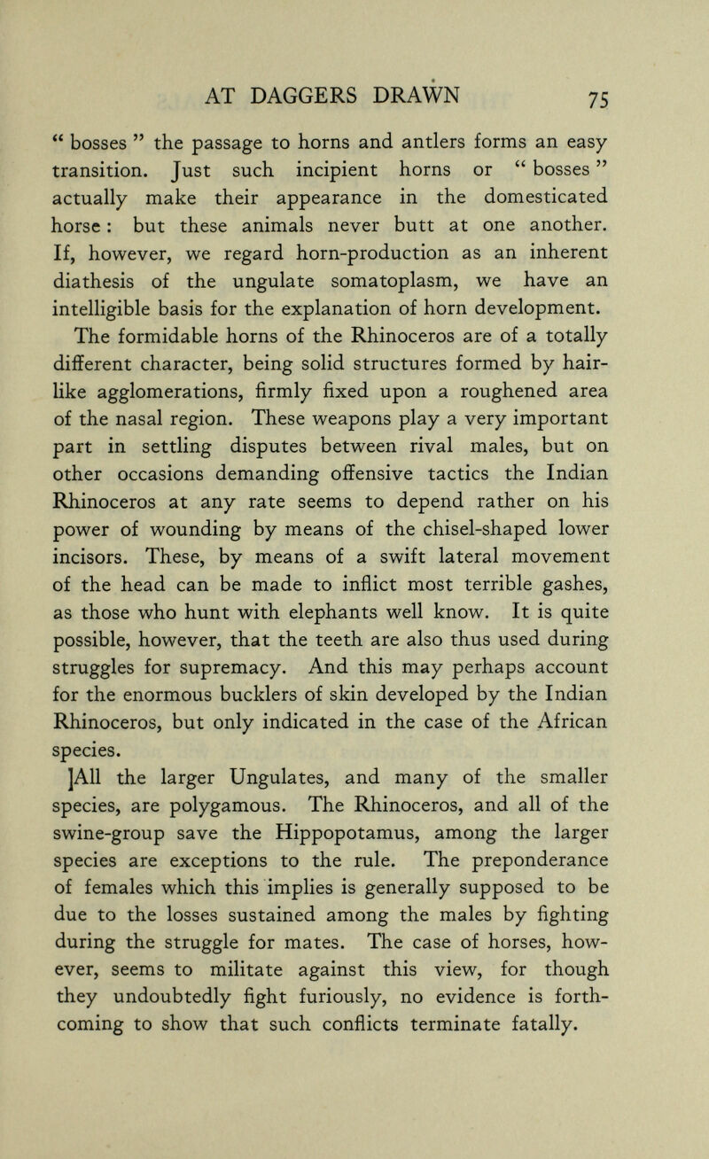 AT DAGGERS DRAWN 75  bosses  the passage to horns and antlers forms an easy transition. Just such incipient horns or  bosses  actually make their appearance in the domesticated horse : but these animals never butt at one another. If, however, we regard horn-production as an inherent diathesis of the ungulate somatoplasm, we have an intelligible basis for the explanation of horn development. The formidable horns of the Rhinoceros are of a totally different character, being solid structures formed by hair¬ like agglomerations, firmly fixed upon a roughened area of the nasal region. These weapons play a very important part in settling disputes between rival males, but on other occasions demanding offensive tactics the Indian Rhinoceros at any rate seems to depend rather on his power of wounding by means of the chisel-shaped lower incisors. These, by means of a swift lateral movement of the head can be made to inflict most terrible gashes, as those who hunt with elephants well know. It is quite possible, however, that the teeth are also thus used during struggles for supremacy. And this may perhaps account for the enormous bucklers of skin developed by the Indian Rhinoceros, but only indicated in the case of the African species. ]A11 the larger Ungulates, and many of the smaller species, are polygamous. The Rhinoceros, and all of the swine-group save the Hippopotamus, among the larger species are exceptions to the rule. The preponderance of females which this implies is generally supposed to be due to the losses sustained among the males by fighting during the struggle for mates. The case of horses, how¬ ever, seems to militate against this view, for though they undoubtedly fight furiously, no evidence is forth¬ coming to show that such conflicts terminate fatally.