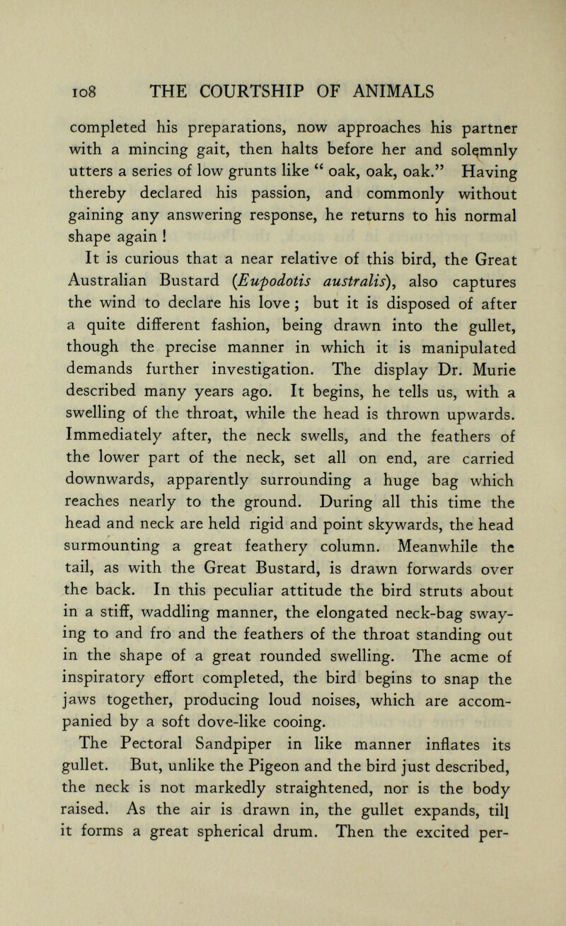 io8 THE COURTSHIP OF ANIMALS completed his preparations, now approaches his partner with a mincing gait, then halts before her and solemnly utters a series of low grunts like  oak, oak, oak. Having thereby declared his passion, and commonly without gaining any answering response, he returns to his normal shape again ! It is curious that a near relative of this bird, the Great Australian Bustard (Eupodotis australis), also captures the wind to declare his love ; but it is disposed of after a quite different fashion, being drawn into the gullet, though the precise manner in which it is manipulated demands further investigation. The display Dr. Murie described many years ago. It begins, he tells us, with a swelling of the throat, while the head is thrown upwards. Immediately after, the neck swells, and the feathers of the lower part of the neck, set all on end, are carried downwards, apparently surrounding a huge bag which reaches nearly to the ground. During all this time the head and neck are held rigid and point skywards, the head surmounting a great feathery column. Meanwhile the tail, as with the Great Bustard, is drawn forwards over the back. In this peculiar attitude the bird struts about in a stiff, waddling manner, the elongated neck-bag sway¬ ing to and fro and the feathers of the throat standing out in the shape of a great rounded swelling. The acme of inspiratory effort completed, the bird begins to snap the jaws together, producing loud noises, which are accom¬ panied by a soft dove-like cooing. The Pectoral Sandpiper in like manner inflates its gullet. But, unlike the Pigeon and the bird just described, the neck is not markedly straightened, nor is the body raised. As the air is drawn in, the gullet expands, til] it forms a great spherical drum. Then the excited per-