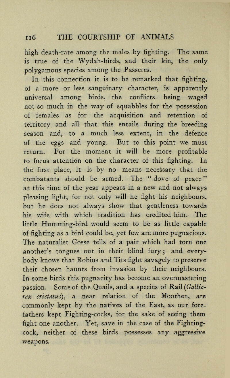 ii6 THE COURTSHIP OF ANIMALS high death-rate among the males by fighting. The same is true of the Wydah-birds, and their kin, the only polygamous species among the Passeres. In this connection it is to be remarked that fighting, of a more or less sanguinary character, is apparently universal among birds, the conflicts being waged not so much in the way of squabbles for the possession of females as for the acquisition and retention of territory and all that this entails during the breeding season and, to a much less extent, in the defence of the eggs and young. But to this point we must return. For the moment it will be more profitable to focus attention on the character of this fighting. In the first place, it is by no means necessary that the combatants should be armed. The  dove of peace  at this time of the year appears in a new and not always pleasing light, for not only will he fight his neighbours, but he does not always show that gentleness towards his wife with which tradition has credited him. The little Humming-bird would seem to be as little capable of fighting as a bird could be, yet few are more pugnacious. The naturalist Gosse tells of a pair which had torn one another's tongues out in their blind fury ; and every¬ body knows that Robins and Tits fight savagely to preserve their chosen haunts from invasion by their neighbours. In some birds this pugnacity has become an overmastering passion. Some of the Quails, and a species of Rail rex cristatus), a near relation of the Moorhen, are commonly kept by the natives of the East, as our fore¬ fathers kept Fighting-cocks, for the sake of seeing them fight one another. Yet, save in the case of the Fighting- cock, neither of these birds possesses any aggressive weapons.