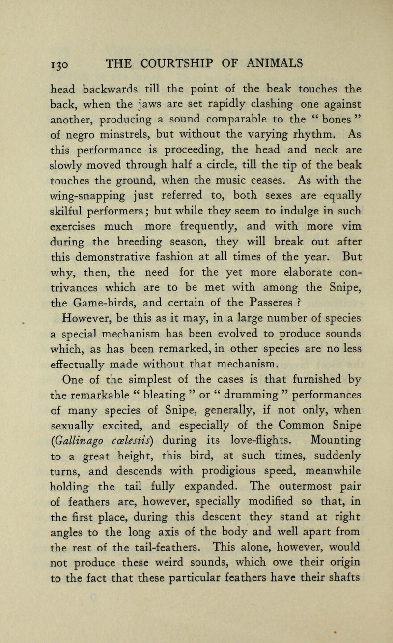 THE COURTSHIP OF ANIMALS head backwards till the point of the beak touches the back, when the jaws are set rapidly clashing one against another, producing a sound comparable to the  bones  of negro minstrels, but without the varying rhythm. As this performance is proceeding, the head and neck are slowly moved through half a circle, till the tip of the beak touches the ground, when the music ceases. As with the wing-snapping just referred to, both sexes are equally skilful performers ; but while they seem to indulge in such exercises much more frequently, and with more vim during the breeding season, they will break out after this demonstrative fashion at all times of the year. But why, then, the need for the yet more elaborate con¬ trivances which are to be met with among the Snipe, the Game-birds, and certain of the Passeres ? However, be this as it may, in a large number of species a special mechanism has been evolved to produce sounds which, as has been remarked, in other species are no less effectually made without that mechanism. One of the simplest of the cases is that furnished by the remarkable  bleating  or  drumming  performances of many species of Snipe, generally, if not only, when sexually excited, and especially of the Common Snipe (Gallinago cœlestis) during its love-flights. Mounting to a great height, this bird, at such times, suddenly turns, and descends with prodigious speed, meanwhile holding the tail fully expanded. The outermost pair of feathers are, however, specially modified so that, in the first place, during this descent they stand at right angles to the long axis of the body and well apart from the rest of the tail-feathers. This alone, however, would not produce these weird sounds, which owe their origin to the fact that these particular feathers have their shafts