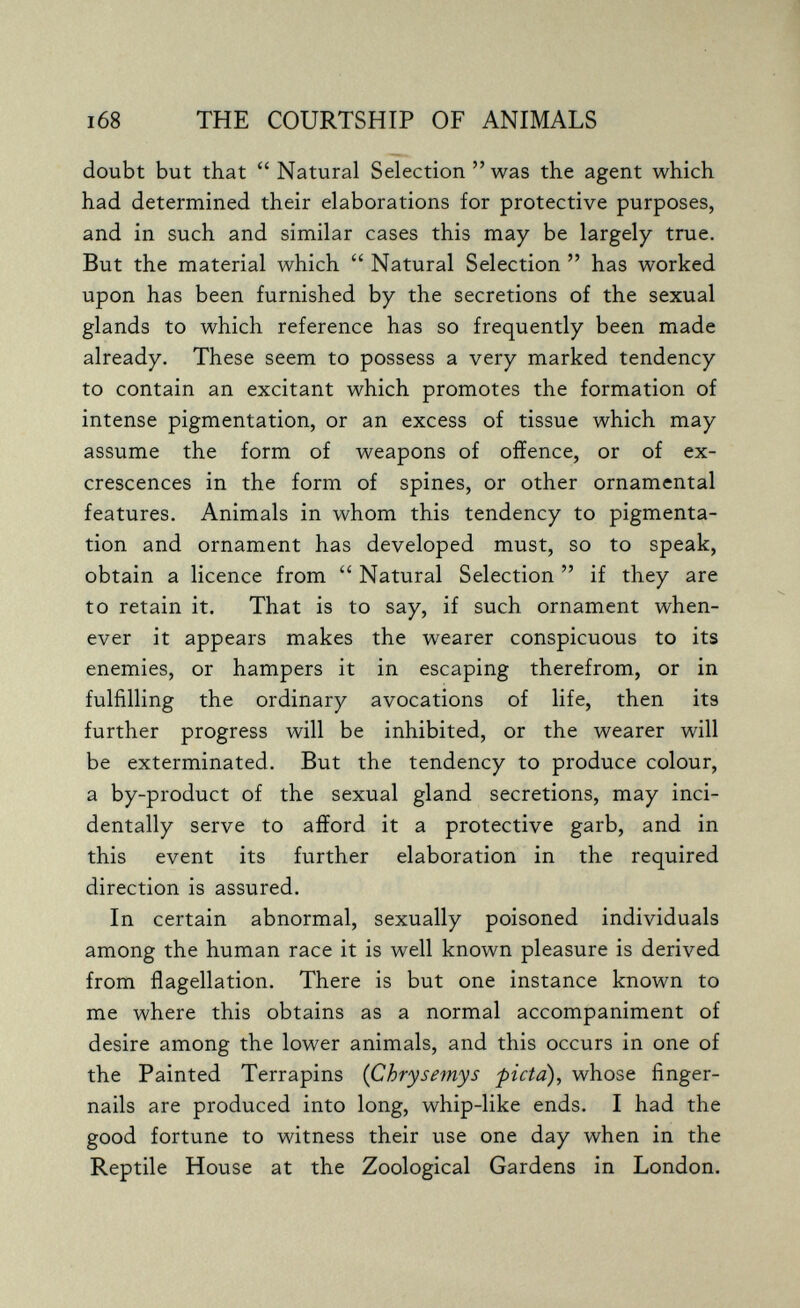 i68 THE COURTSHIP OF ANIMALS doubt but that Natural Selection  was the agent which had determined their elaborations for protective purposes, and in such and similar cases this may be largely true. But the material which  Natural Selection  has worked upon has been furnished by the secretions of the sexual glands to which reference has so frequently been made already. These seem to possess a very marked tendency to contain an excitant which promotes the formation of intense pigmentation, or an excess of tissue which may assume the form of weapons of offence, or of ex¬ crescences in the form of spines, or other ornamental features. Animals in whom this tendency to pigmenta¬ tion and ornament has developed must, so to speak, obtain a licence from  Natural Selection  if they are to retain it. That is to say, if such ornament when¬ ever it appears makes the wearer conspicuous to its enemies, or hampers it in escaping therefrom, or in fulfilling the ordinary avocations of life, then its further progress will be inhibited, or the wearer will be exterminated. But the tendency to produce colour, a by-product of the sexual gland secretions, may inci¬ dentally serve to afford it a protective garb, and in this event its further elaboration in the required direction is assured. In certain abnormal, sexually poisoned individuals among the human race it is well known pleasure is derived from flagellation. There is but one instance known to me where this obtains as a normal accompaniment of desire among the lower animals, and this occurs in one of the Painted Terrapins {Chrysemys ficta), whose finger¬ nails are produced into long, whip-like ends. I had the good fortune to witness their use one day when in the Reptile House at the Zoological Gardens in London.