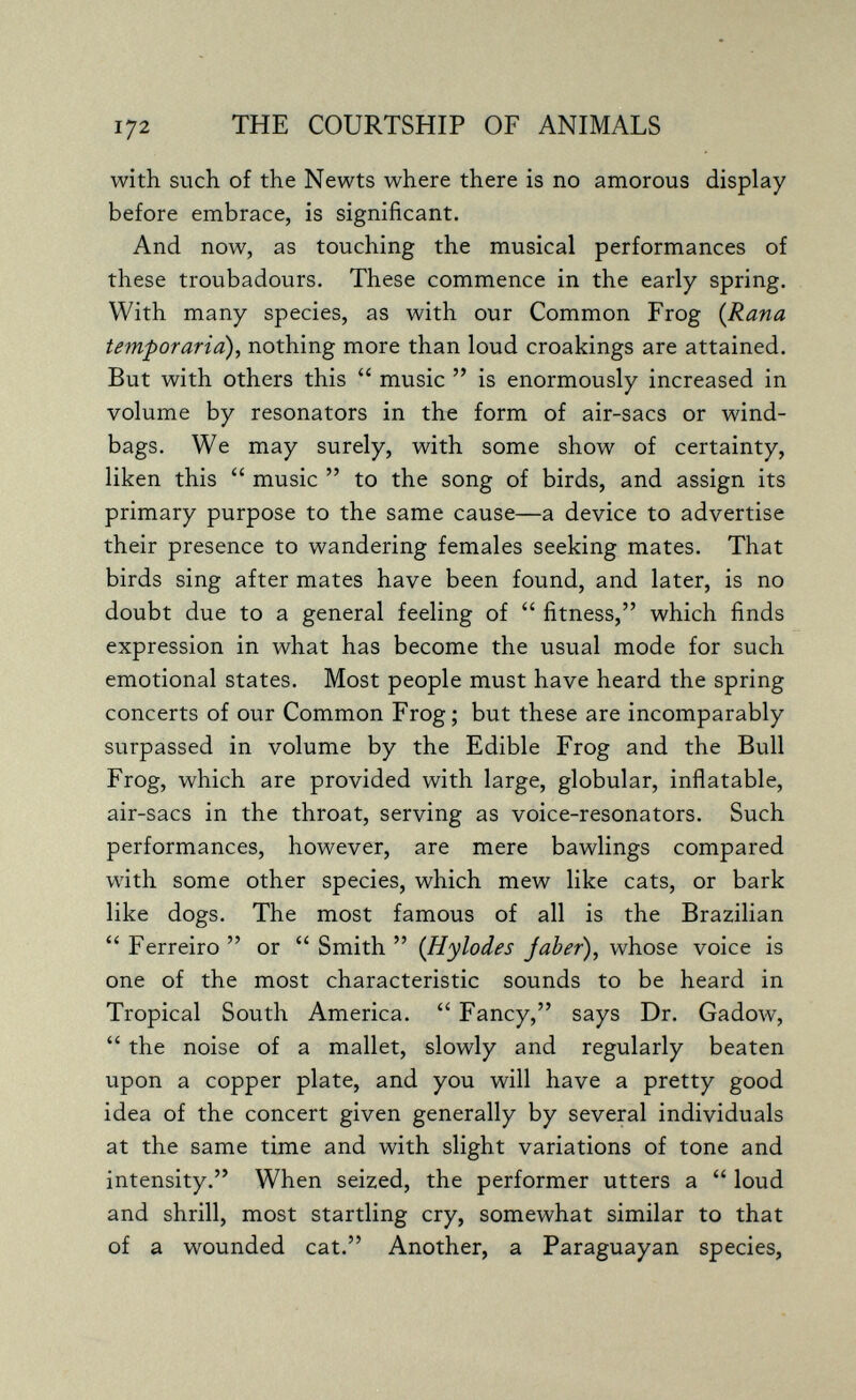 172 THE COURTSHIP OF ANIMALS with such of the Newts where there is no amorous display before embrace, is significant. And now, as touching the musical performances of these troubadours. These commence in the early spring. With many species, as with our Common Frog {Rana temporaria), nothing more than loud croakings are attained. But with others this  music  is enormously increased in volume by resonators in the form of air-sacs or wind¬ bags. We may surely, with some show of certainty, liken this  music  to the song of birds, and assign its primary purpose to the same cause—a device to advertise their presence to wandering females seeking mates. That birds sing after mates have been found, and later, is no doubt due to a general feeling of  fitness, which finds expression in what has become the usual mode for such emotional states. Most people must have heard the spring concerts of our Common Frog; but these are incomparably surpassed in volume by the Edible Frog and the Bull Frog, which are provided with large, globular, inflatable, air-sacs in the throat, serving as voice-resonators. Such performances, however, are mere bawlings compared with some other species, which mew like cats, or bark like dogs. The most famous of all is the Brazilian  Ferreiro  or  Smith  (Hylodes J aber), whose voice is one of the most characteristic sounds to be heard in Tropical South America.  Fancy, says Dr. Gadow,  the noise of a mallet, slowly and regularly beaten upon a copper plate, and you will have a pretty good idea of the concert given generally by several individuals at the same time and with slight variations of tone and intensity. When seized, the performer utters a  loud and shrill, most startling cry, somewhat similar to that of a wounded cat. Another, a Paraguayan species.