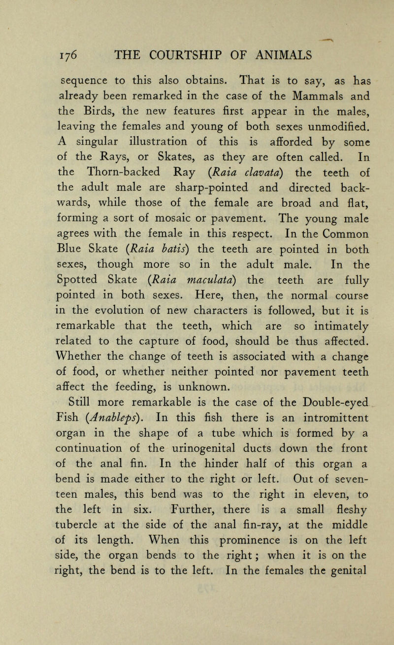 176 THE COURTSHIP OF ANIMALS sequence to this also obtains. That is to say, as has already been remarked in the case of the Mammals and the Birds, the new features first appear in the males, leaving the females and young of both sexes unmodified. A singular illustration of this is afforded by some of the Rays, or Skates, as they are often called. In the Thorn-backed Ray {Raia clavata) the teeth of the adult male are sharp-pointed and directed back¬ wards, while those of the female are broad and flat, forming a sort of mosaic or pavement. The young male agrees with the female in this respect. In the Common Blue Skate {Raia batis) the teeth are pointed in both sexes, though more so in the adult male. In the Spotted Skate (Raia maculata) the teeth are fully pointed in both sexes. Here, then, the normal course in the evolution of new characters is followed, but it is remarkable that the teeth, which are so intimately related to the capture of food, should be thus affected. Whether the change of teeth is associated with a change of food, or whether neither pointed nor pavement teeth affect the feeding, is unknown. Still more remarkable is the case of the Double-eyed Fish {Anableps). In this fish there is an intromittent organ in the shape of a tube which is formed by a continuation of the urinogenital ducts down the front of the anal fin. In the hinder half of this organ a bend is made either to the right or left. Out of seven¬ teen males, this bend was to the right in eleven, to the left in six. Further, there is a small fleshy tubercle at the side of the anal fin-ray, at the middle of its length. When this prominence is on the left side, the organ bends to the right ; when it is on the right, the bend is to the left. In the females the genital