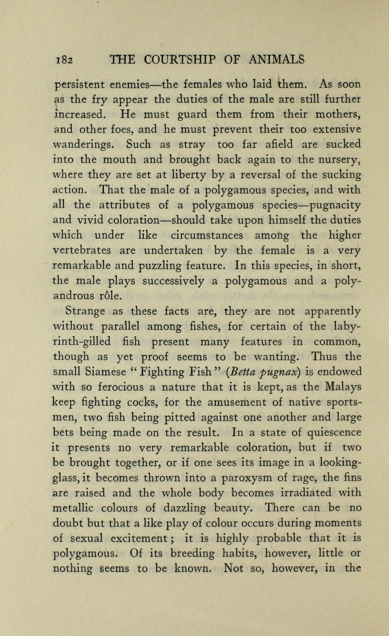 182 THE COURTSHIP OF ANIMALS persistent enemies—the females who laid them. As soon as the fry appear the duties of the male are still further increased. He must guard them from their mothers, and other foes, and he must prevent their too extensive wanderings. Such as stray too far afield are sucked into the mouth and brought back again to the nursery, where they are set at liberty by a reversal of the sucking action. That the male of a polygamous species, and with all the attributes of a polygamous species—pugnacity and vivid coloration—should take upon himself the duties which under like circumstances among the higher vertebrates are undertaken by the female is a very remarkable and puzzling feature. In this species, in short, the male plays successively a polygamous and a poly- androus rôle. Strange as these facts are, they are not apparently without parallel among fishes, for certain of the laby- rinth-gilled fish present many features in common, though as yet proof seems to be wanting. Thus the small Siamese  Fighting - {Betta fugnax) is endowed with so ferocious a nature that it is kept, as the Malays keep fighting cocks, for the amusement of native sports¬ men, two fish being pitted against one another and large bets being made on the result. In a state of quiescence it presents no very remarkable coloration, but if two be brought together, or if one sees its image in a looking- glass, it becomes thrown into a paroxysm of rage, the fins are raised and the whole body becomes irradiated with metallic colours of dazzling beauty. There can be no doubt but that a like play of colour occurs during moments of sexual excitement ; it is highly probable that it is polygamous. Of its breeding habits, however, little or nothing seems to be known. Not so, however, in the