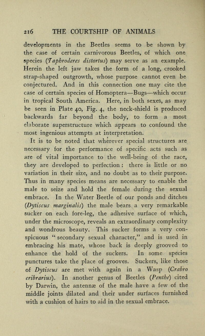 1 2i6 THE COURTSHIP OF ANIMALS developments in the Beetles seems to be shown by the case of certain carnivorous Beetles, of which one species {1 aphroderes distortus) may serve as an example. Herein the left jaw takes the form of a long, crooked strap-shaped outgrowth, whose purpose cannot even be conjectured. And in this connection one may cite the case of certain species of Homoptera—Bugs—which occur in tropical South America. Here, in both sexes, as may be seen in Plate 40, Fig. 4, the neck-shield is produced backwards far beyond the body, to form a most elaborate superstructure which appears to confound the most ingenious attempts at interpretation. It is to be noted that wherever special structures are necessary for the performance of specific acts such as are of vital importance to the well-being of the race, they are developed to perfection : there is little or no variation in their size, and no doubt as to their purpose. Thus in many species means are necessary to enable the male to seize and hold the female during the sexual embrace. In the Water Beetle of our ponds and ditches {Dytiscus marginalis) the male bears, a very remarkable sucker on each fore-leg, the adhesive surface of which, under the microscope, reveals an extraordinary complexity and wondrous beauty. This sucker forms a very con¬ spicuous  secondary sexual character, and is used in embracing his mate, whose back is deeply grooved to enhance the hold of the suckers. In some species punctures take the place of grooves. Suckers, like those of Dytiscus are met with again in a Wasp {Crabro cribrarius). In another genus of Beetles (Penthe) cited by Darwin, the antennae of the male have a few of the middle joints dilated and their under surfaces furnished with a cushion of hairs to aid in the sexual embrace.