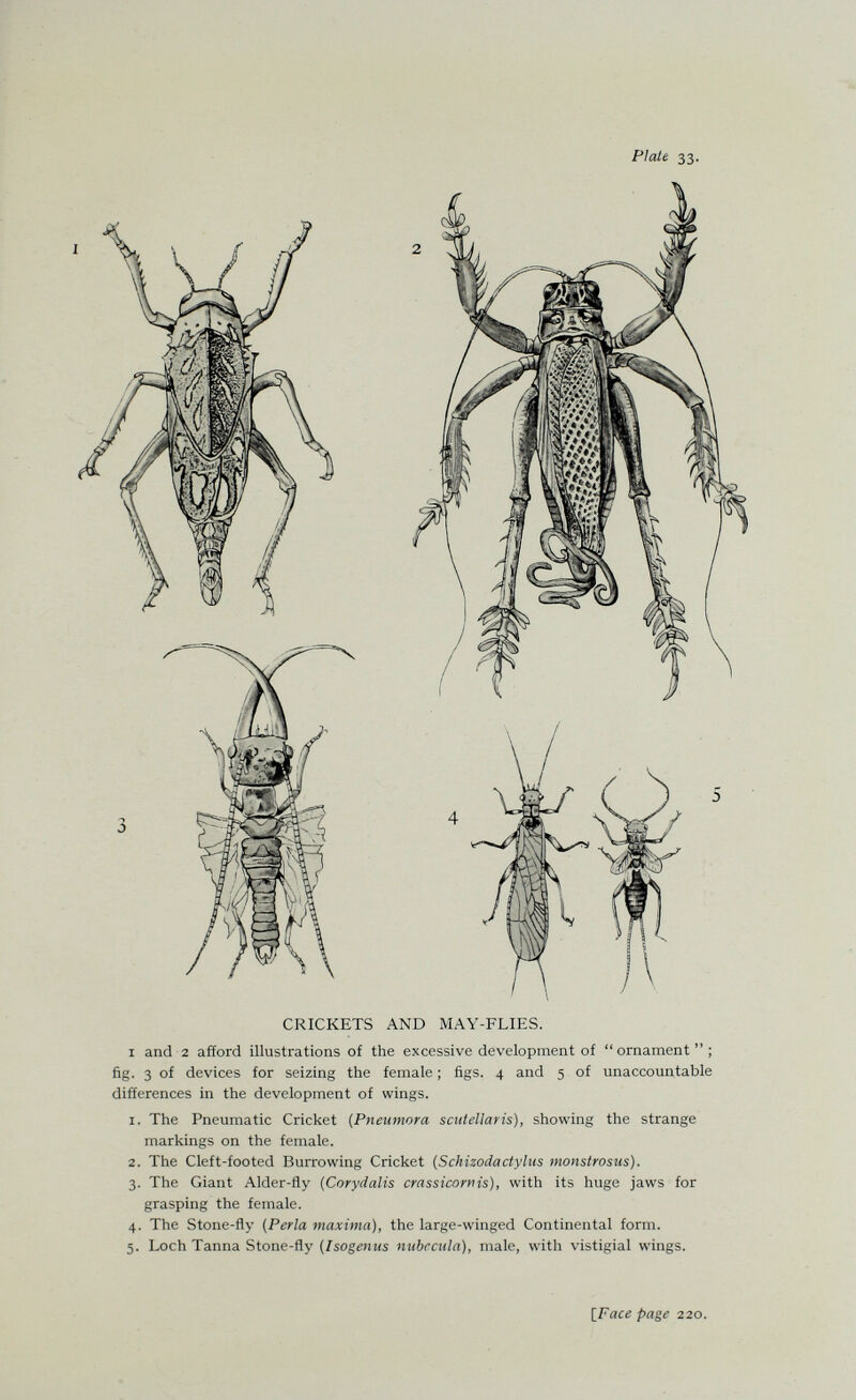 Plait 33. CRICKETS AND MAY-FLIES. I and 2 afford illustrations of the excessive development of ornament; fig. 3 of devices for seizing the female ; figs. 4 and 5 of unaccountable differences in the development of wings. 1. The Pneumatic Cricket (Pnenmora scutellaris), showing the strange markings on the female. 2. The Cleft-footed Burrowing Cricket (Schizodactylus monstrosus). 3. The Giant Alder-fly (Corydalis crassicornis), with its huge jaws for grasping the female. 4. The Stone-fly (Perla maxima), the large-winged Continental form. 5. Loch Tanna Stone-fly (Isogenus nubecula), male, with vistigial wings. IFace page 220.